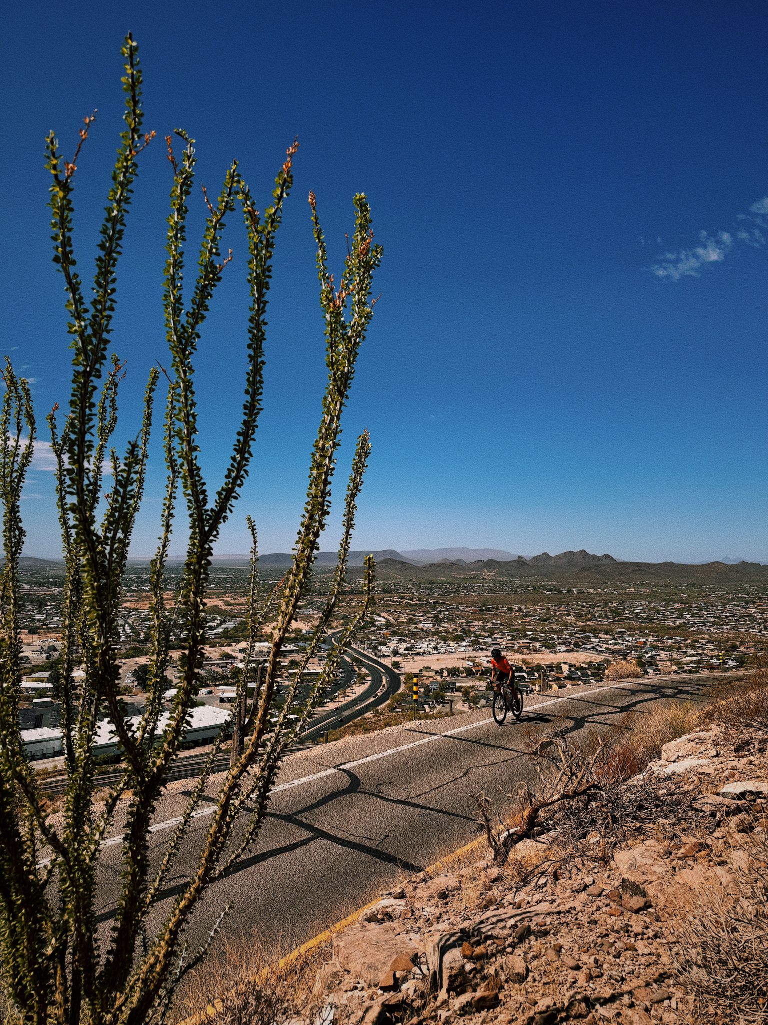 A cyclist rides on a desert road with a tall plant in the foreground. - Juan Bautista de Anza Trail – Garden of Gethsemane Park loop from Dakota Wash