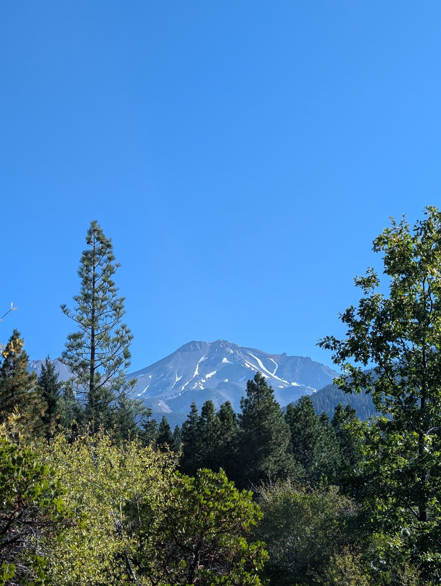 A snow-capped mountain peak is visible through green trees on a clear day. - Mountainbike loop from Mount Shasta