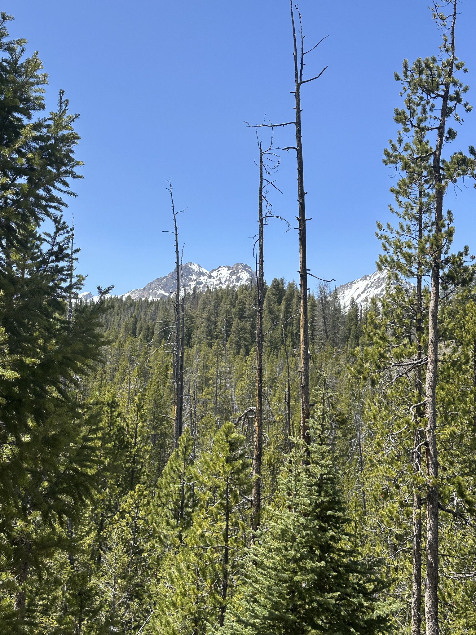 Dense evergreen forest with dead trees, backed by snow-capped mountains under blue sky. - Bench Lakes Trail
