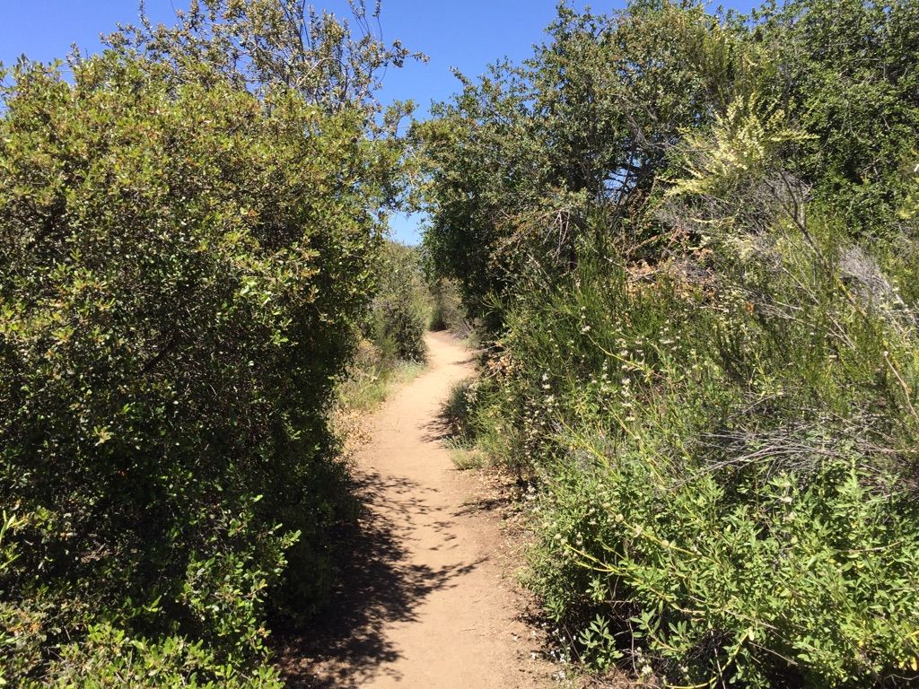 A narrow dirt path winds through dense green bushes under bright sunlight. - San Mateo Peak via Morgan, Tenaja Falls, and San Mateo Peak Trail Loop