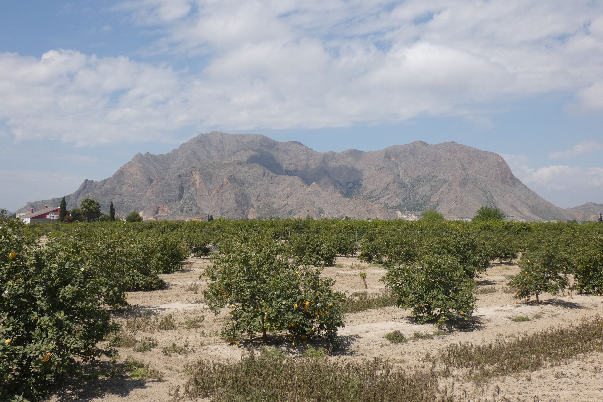Callosa de Segura
