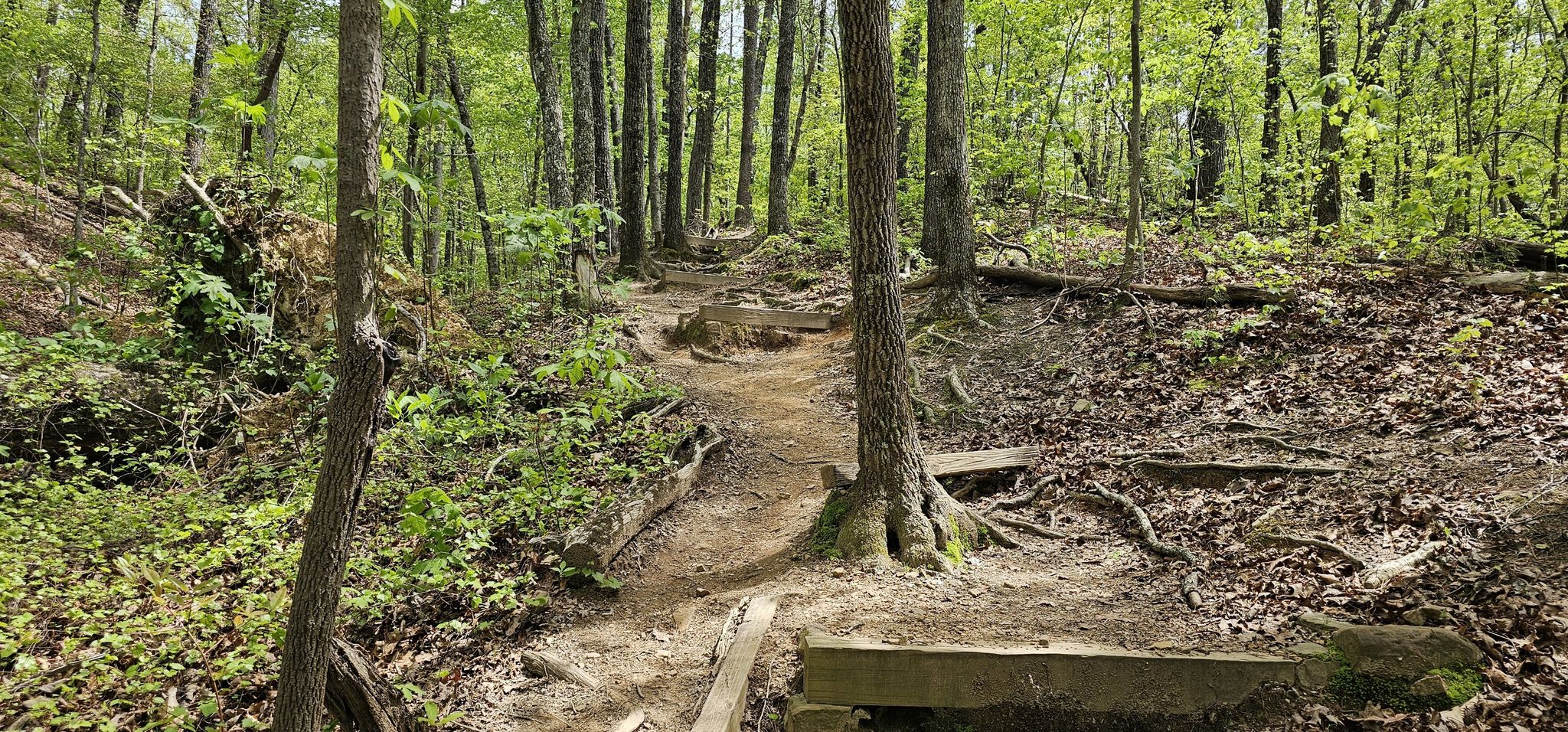 Uphill forest trail with exposed roots and a small wooden crossing. - Oak Mountain Loop Trail