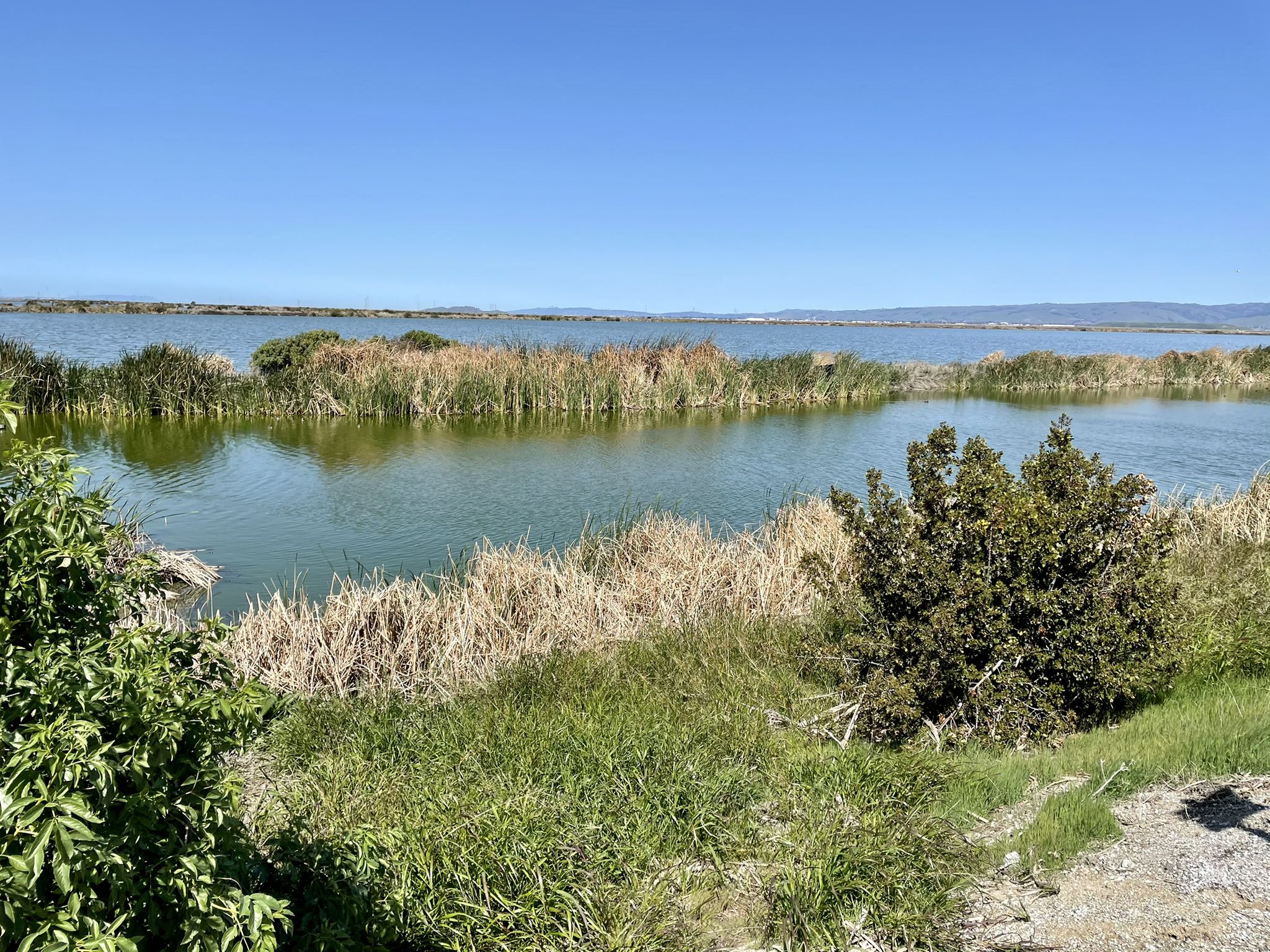 Sunny view of a reedy waterway with green and brown vegetation. - San Francisco Bay Trail: Sunnyvale West Pond Loop