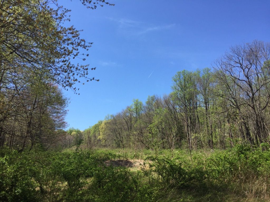 A vibrant green forest edge under a clear blue sky on a sunny day. - Devil's Half-Acre, Ridge, and Tributary Trail Loop