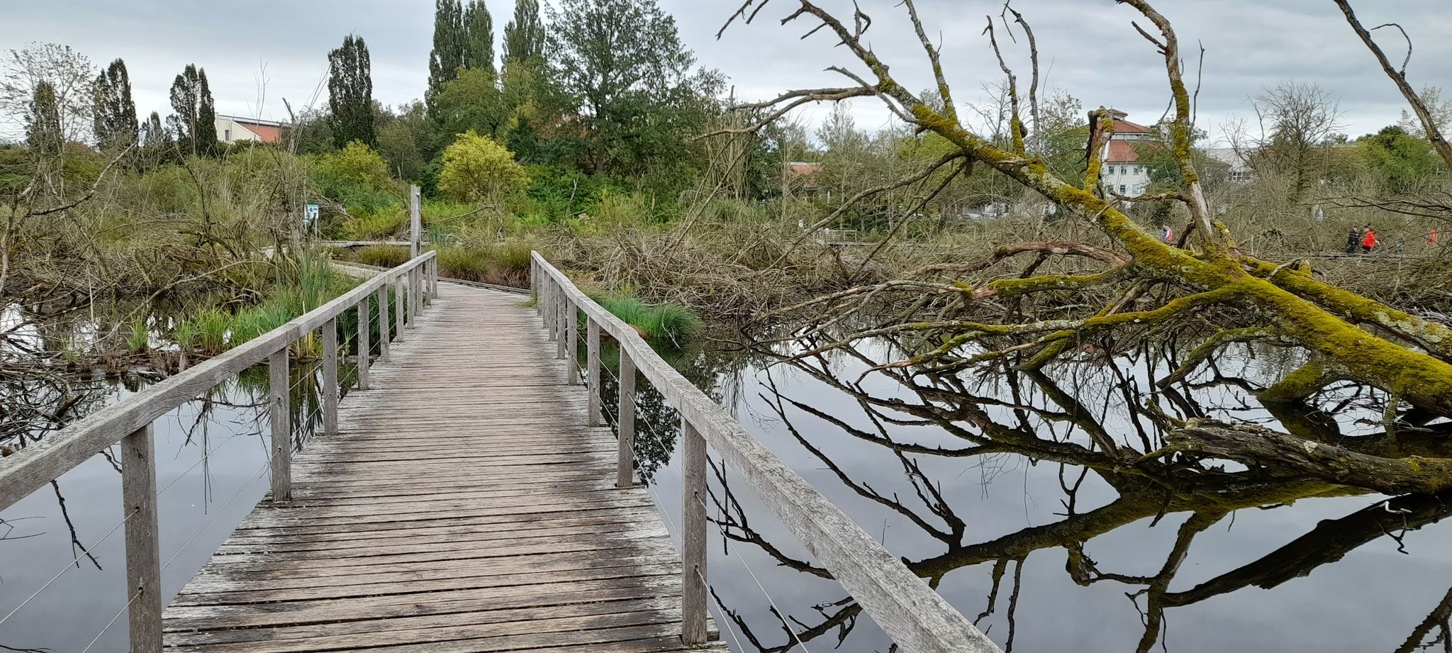 Holzsteg durch das Biotop