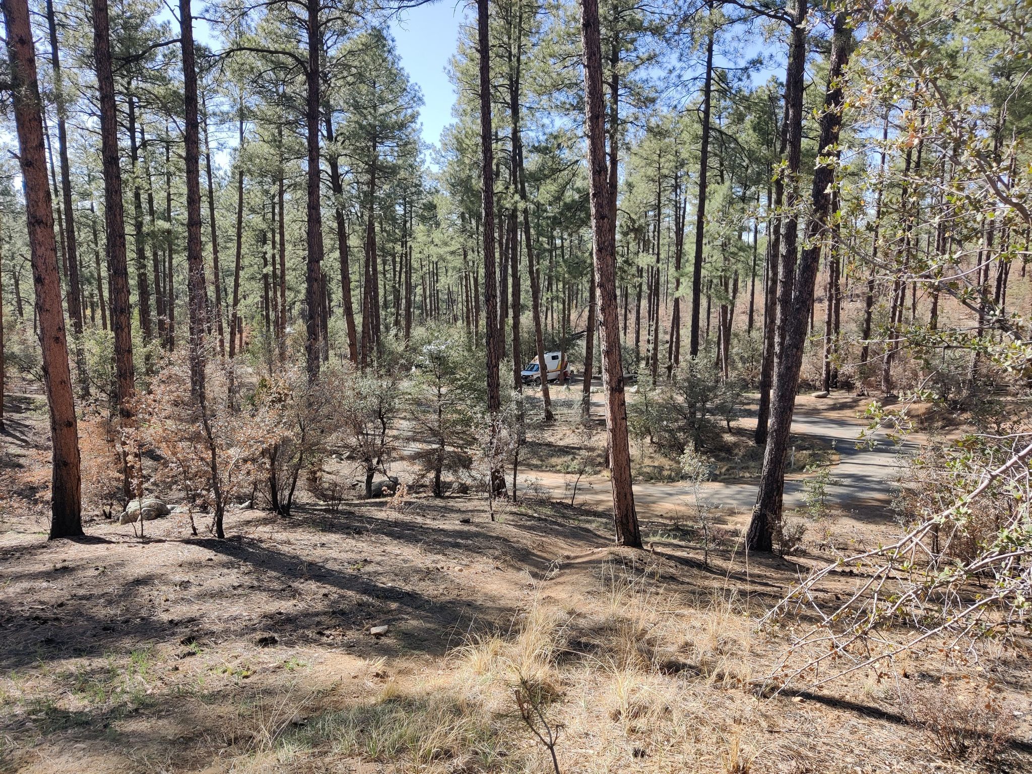 Sunny pine forest with a dirt road and a white RV in the distance. - White Spar Short Loop