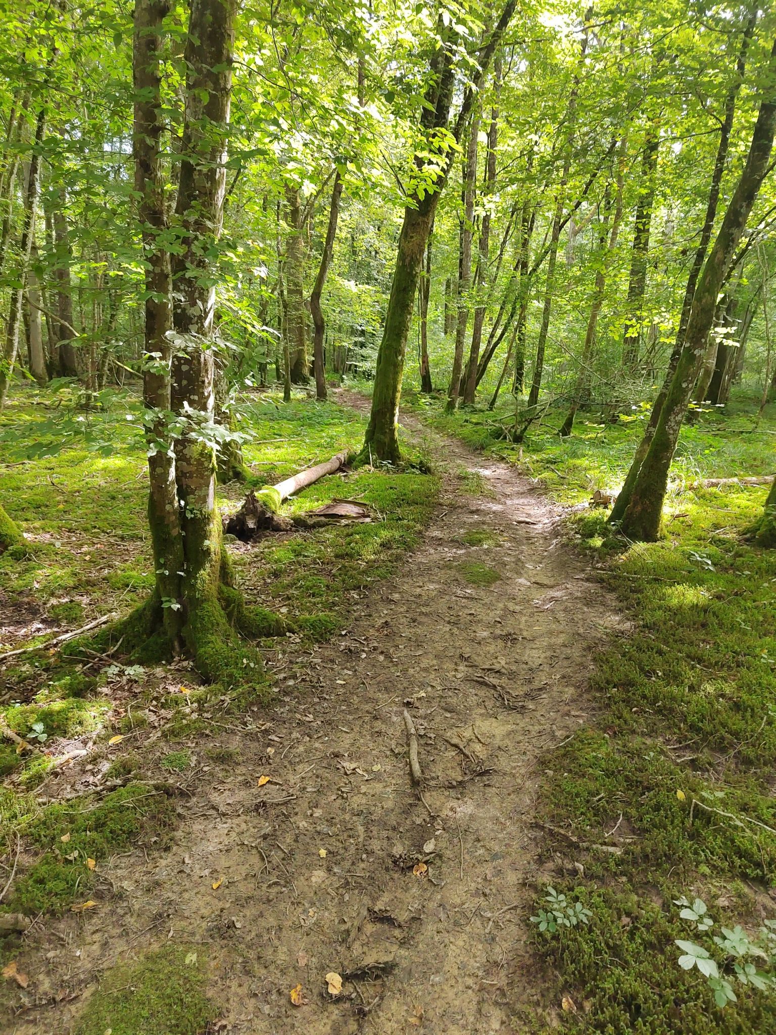 bois entrée villm
