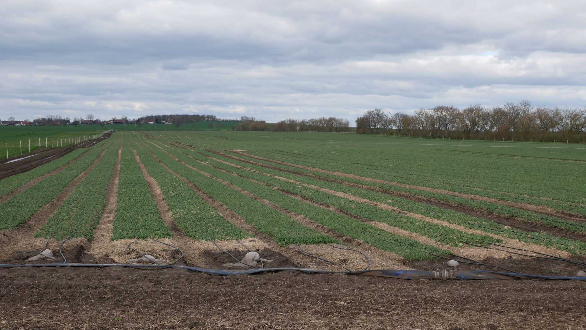 Tulpenfelder