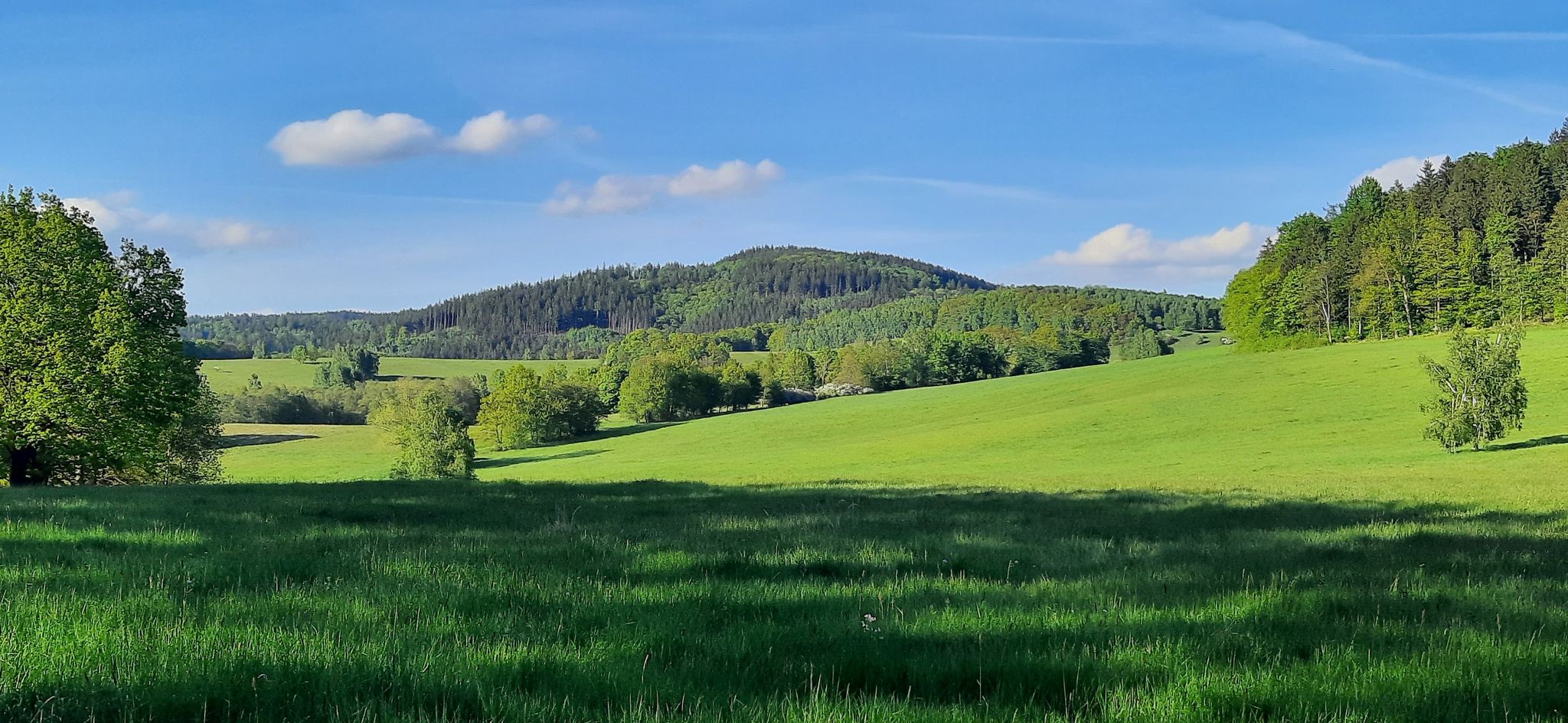 Zelezniak