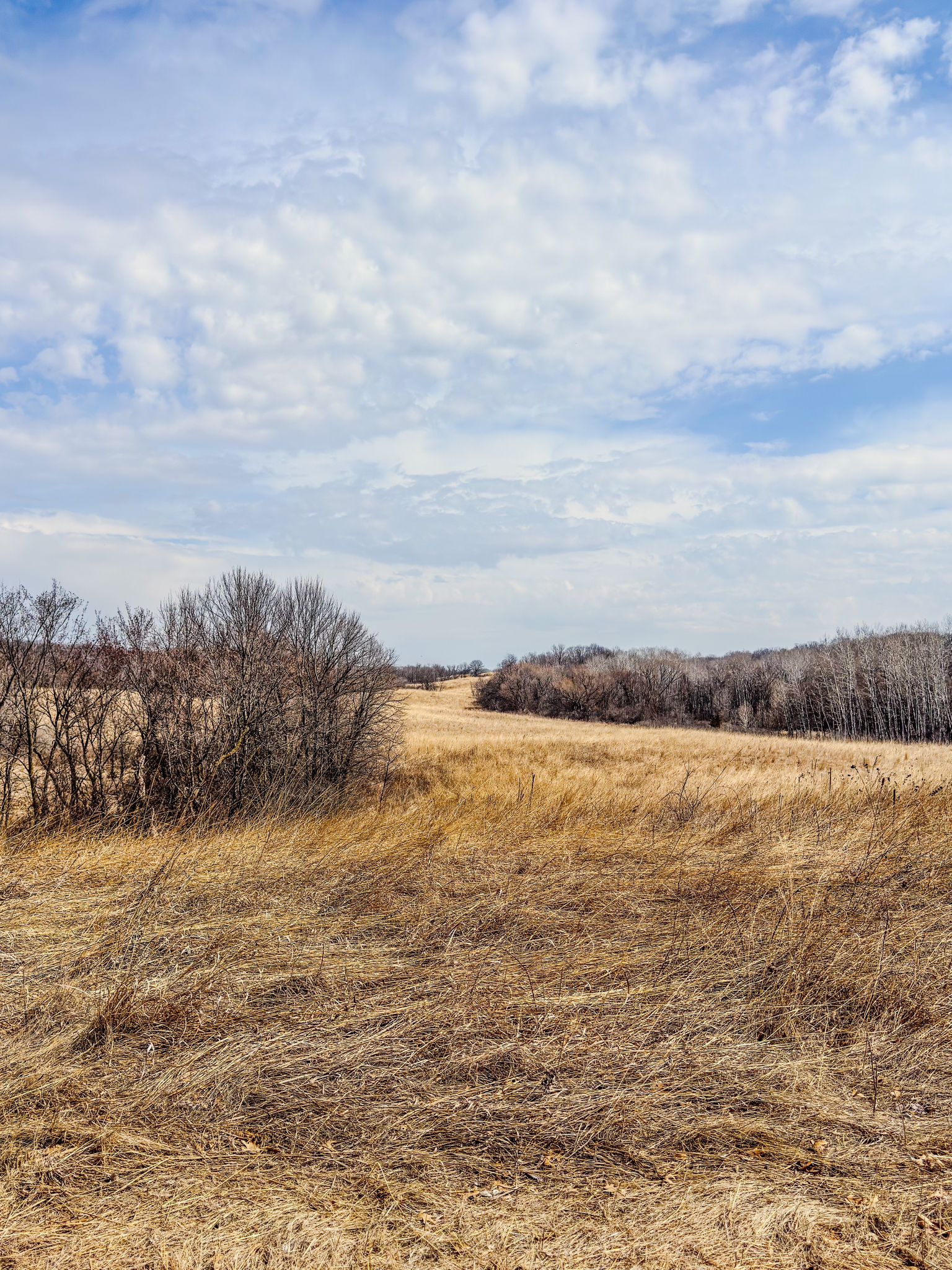 A vast field of golden dry grass with distant trees under a cloudy sky. - Crow-Hassan Park Reserve loop from Vehicle without Trailer Parking