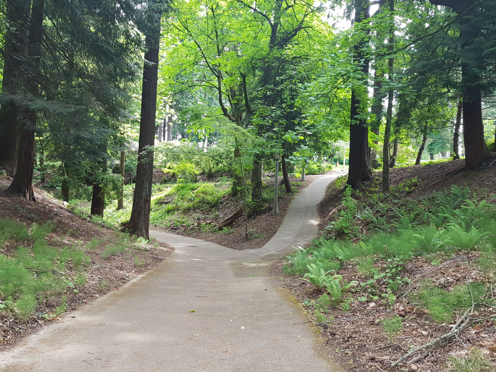Paved path forks into two directions through a lush, green forest. - Hoyt Arboretum – Hoyt Arboretum loop from Portland Union Station