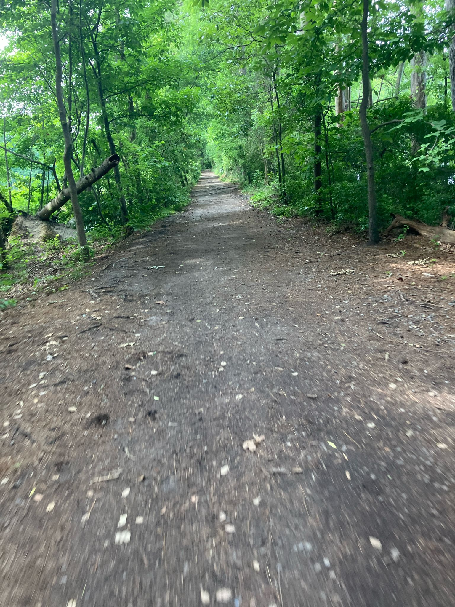 A wide dirt path winding through a lush, green, sunlit forest. - Perimeter Loop