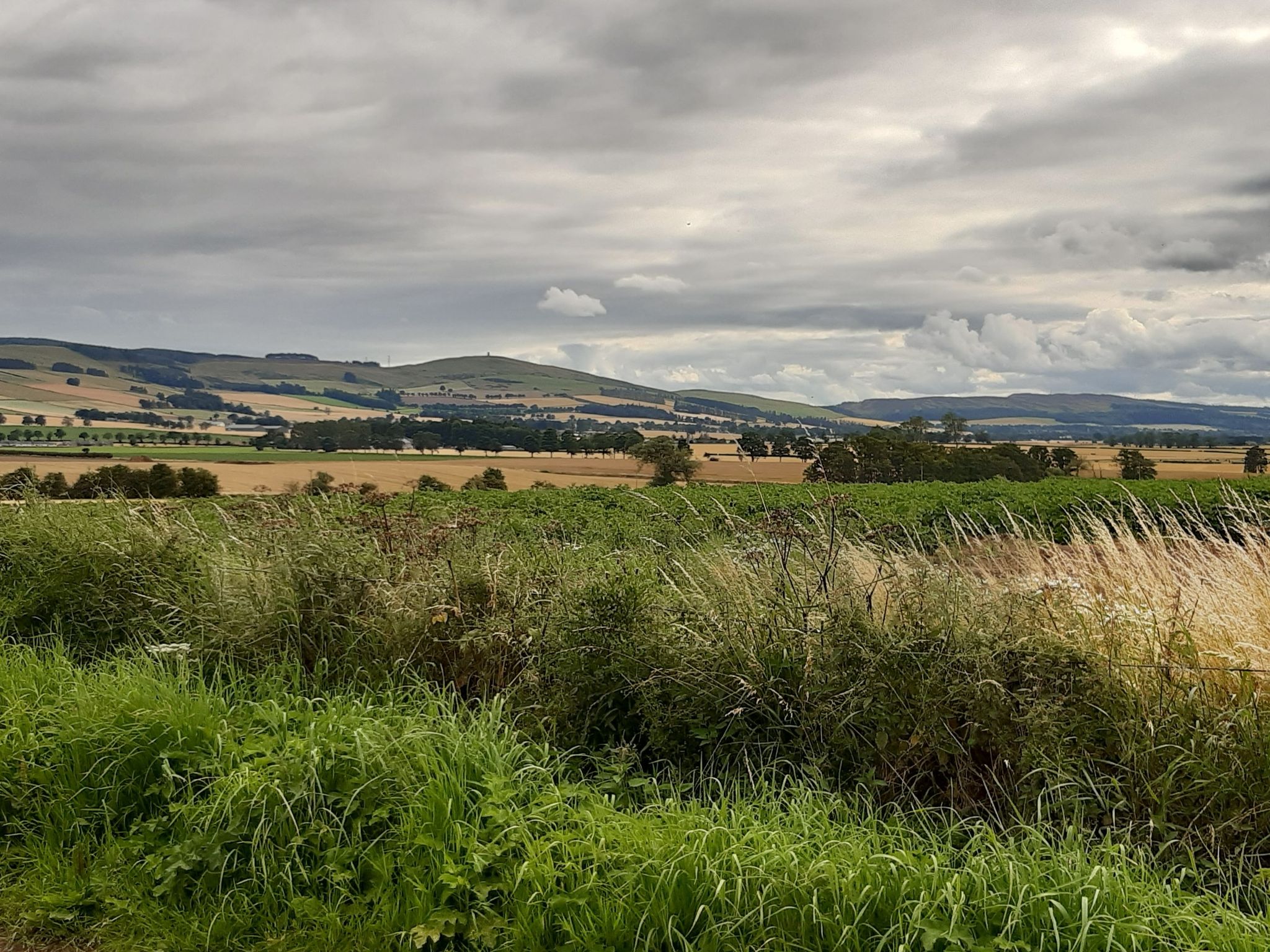 Angus hills 