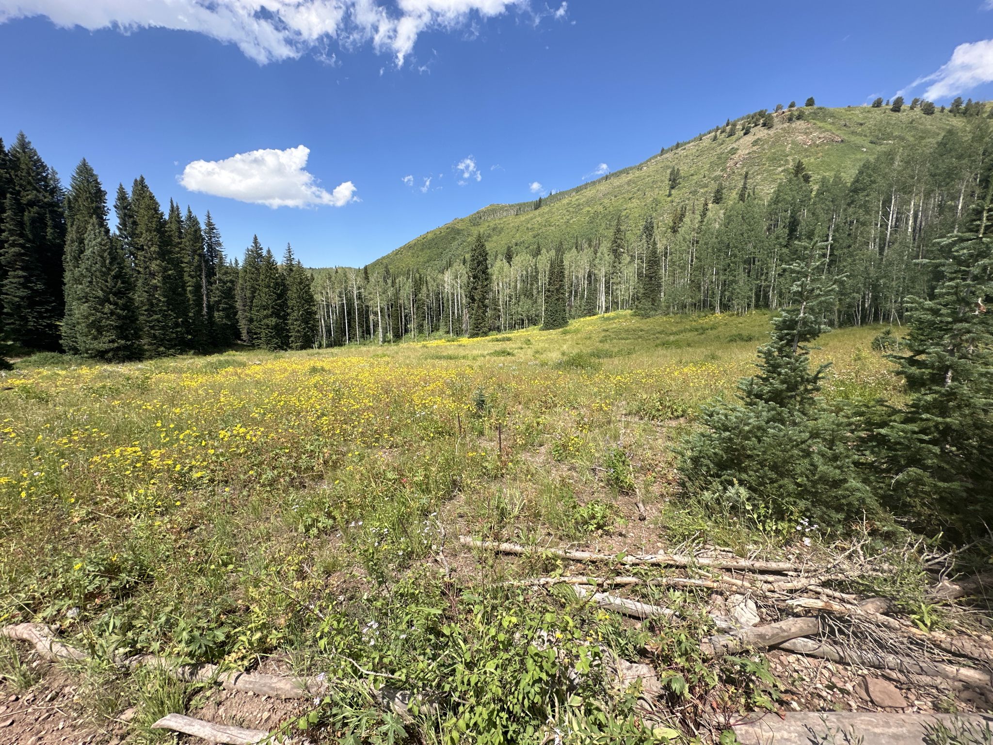 Bright field of yellow wildflowers surrounded by green forests under a blue sky. - Desolation Lake, Wasatch Crest Trail and Dog Lake loop
