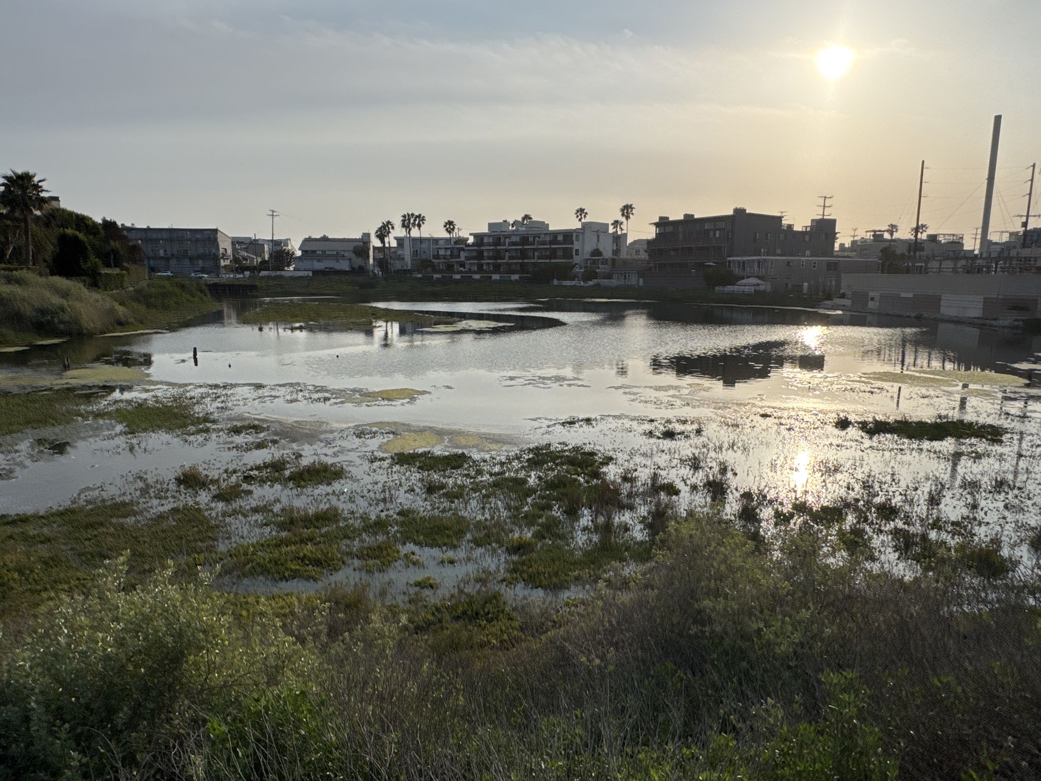 Wetland with buildings in background, illuminated by setting sun. - Santa Monica Pier – Venice Beach Boardwalk loop from Marina del Rey