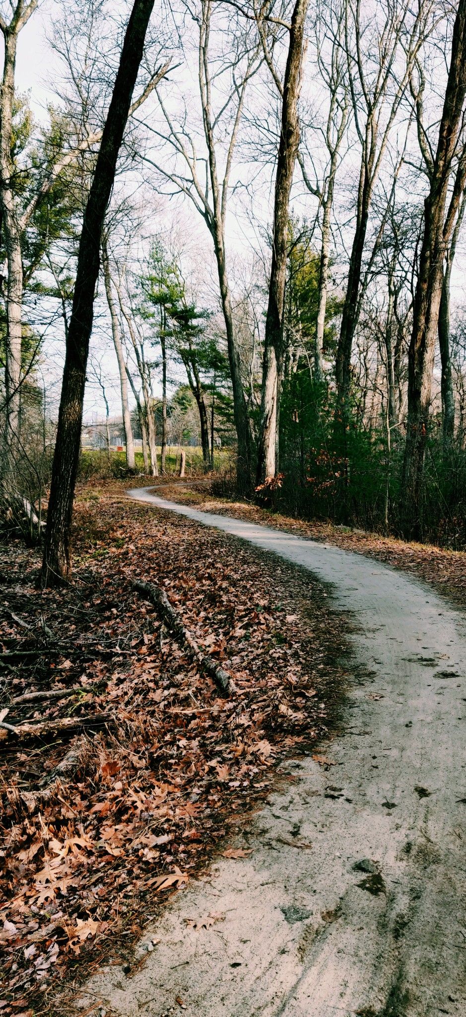 Winding dirt path through a forest of bare trees and fallen leaves. - Minuteman Bikeway – Minuteman Bikeway Terminus loop from Lexington