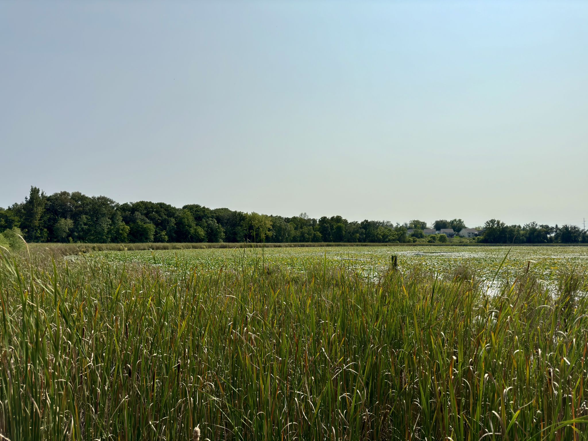 Expansive marshland with tall reeds and green water plants under clear sky. - Lake Camelot Park loop