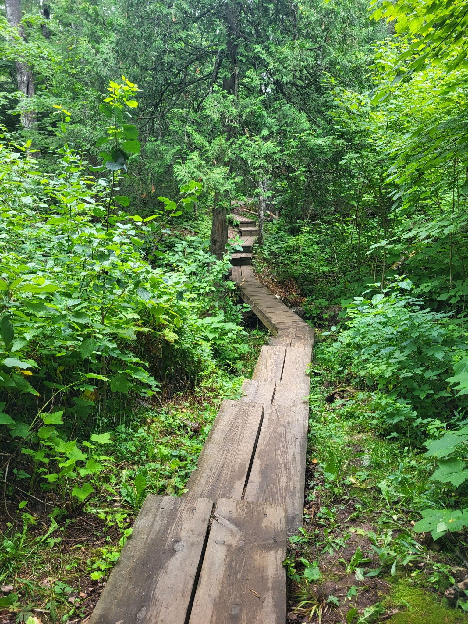 Wooden boardwalk winding through a dense green forest on a bright day. - Meyers Beach loop from Saxine Creek Habitat Area