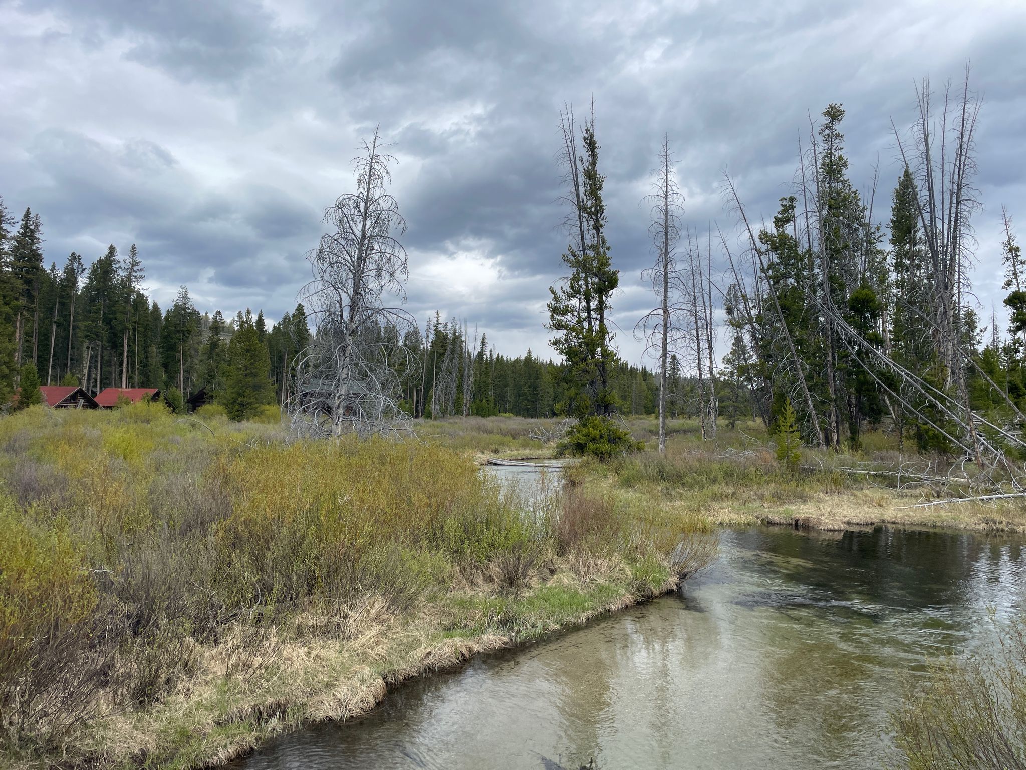 A winding river flows through a marshy forest under a cloudy sky. - Little Redfish Lake – Redfish Lake Marina loop from Redfish Lake Creek