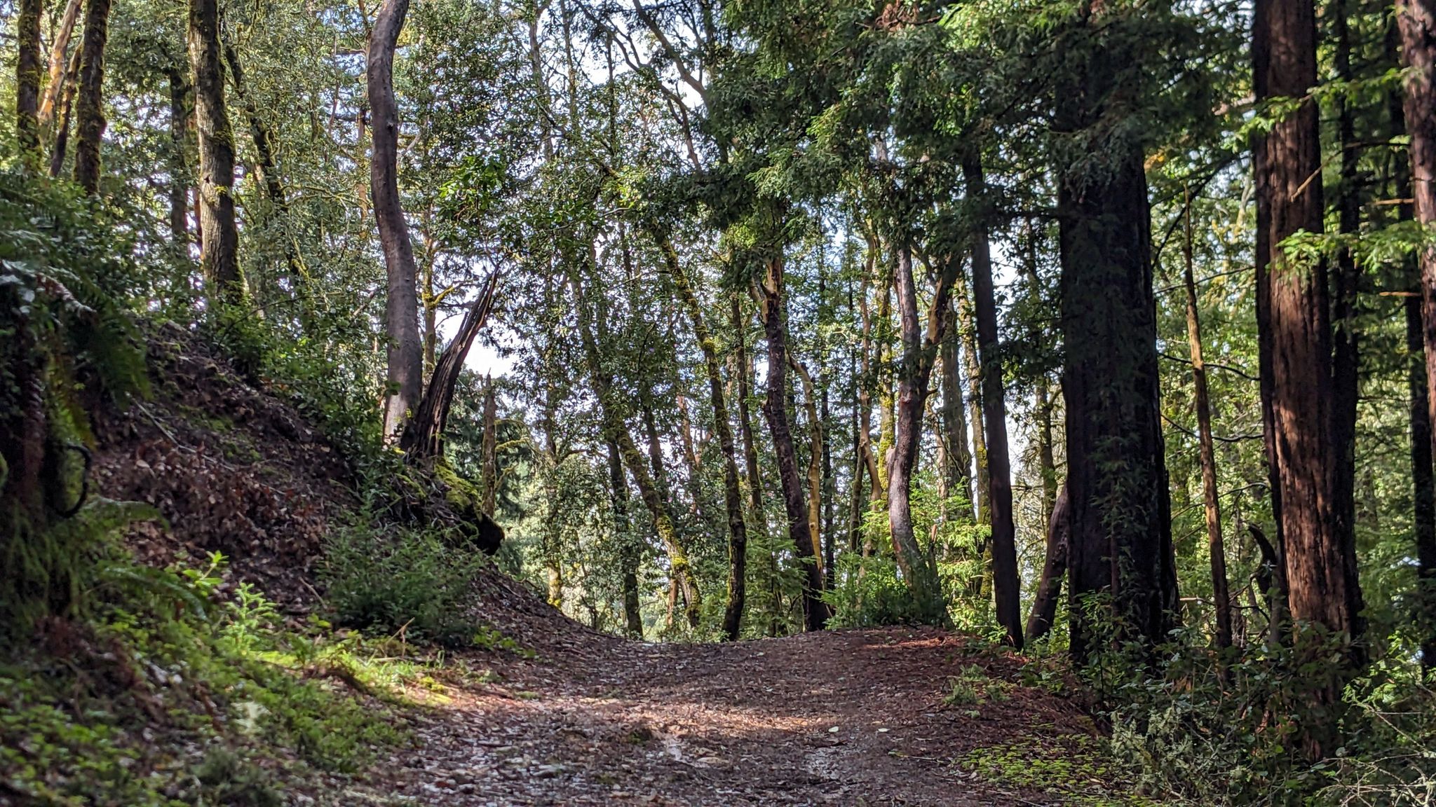 A sunlit dirt path ascending through a dense, green forest. - Tafoni Trail Loop