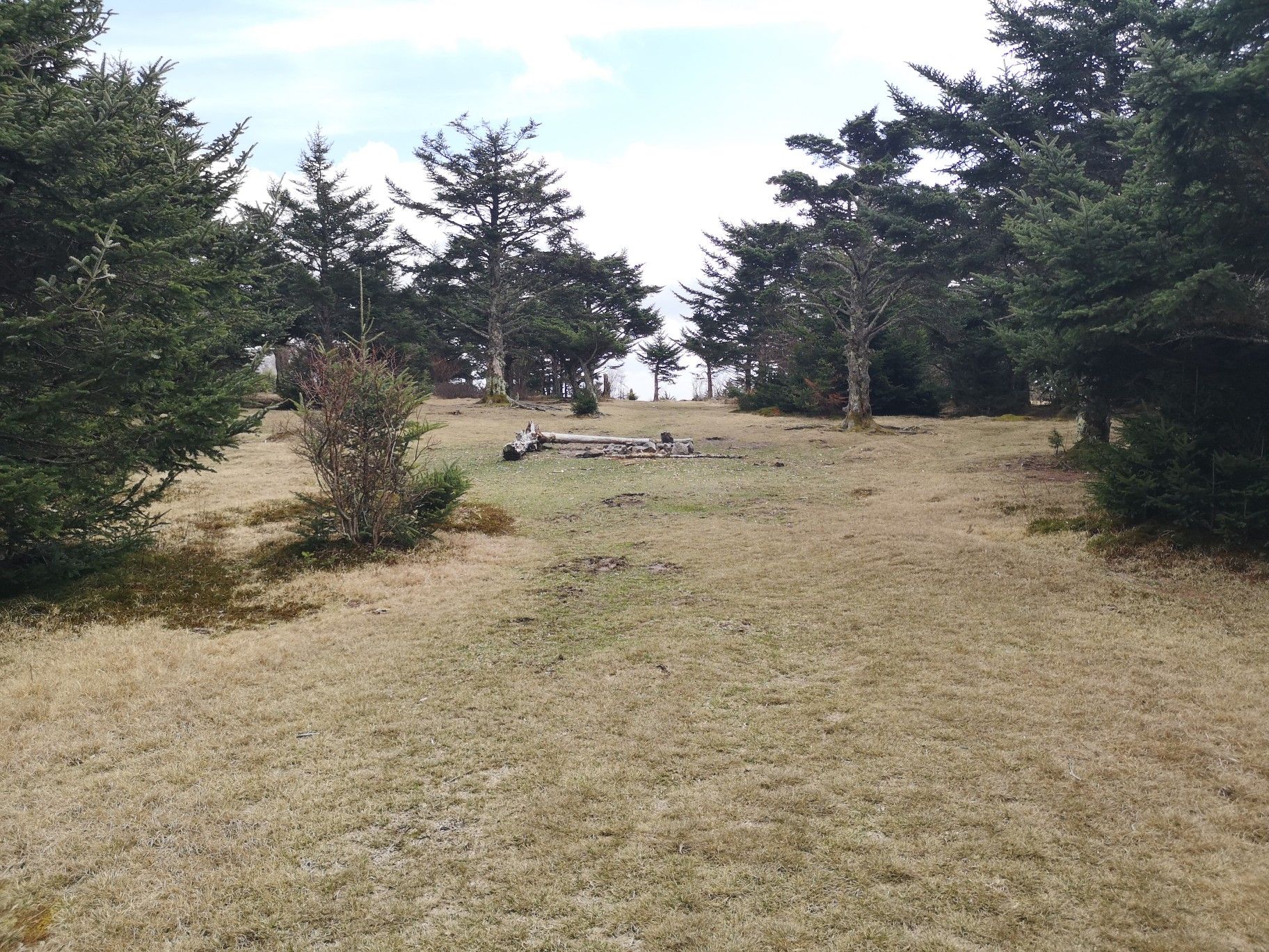 A grassy clearing with a fire pit, surrounded by evergreen trees under an overcast sky. - Lewis Fork and Pine Mountain Loop