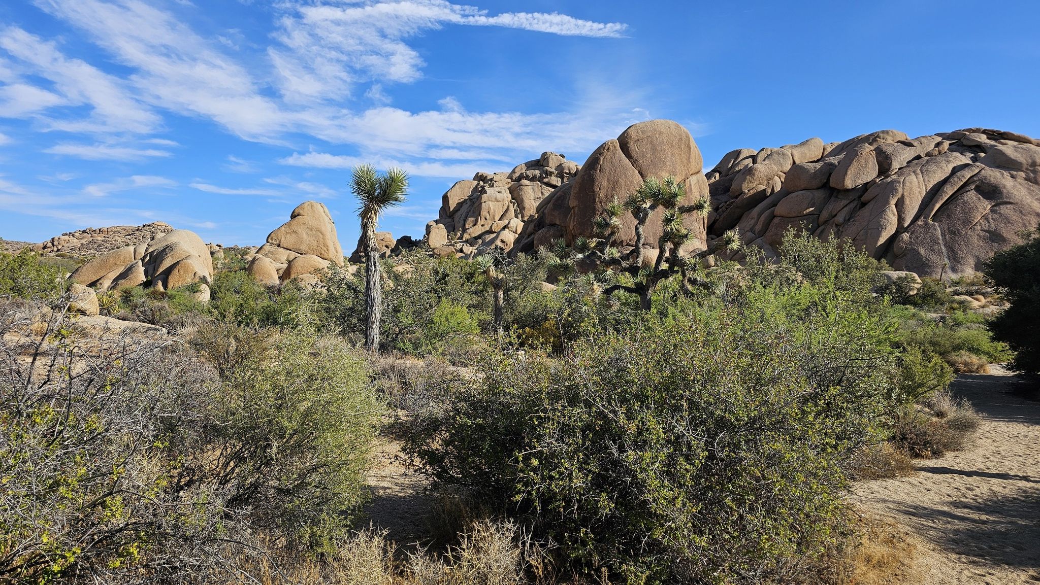 Desert landscape with large rock formations, sparse vegetation, and a bright blue sky. - Split Rock and Skull Rock Loop Trail