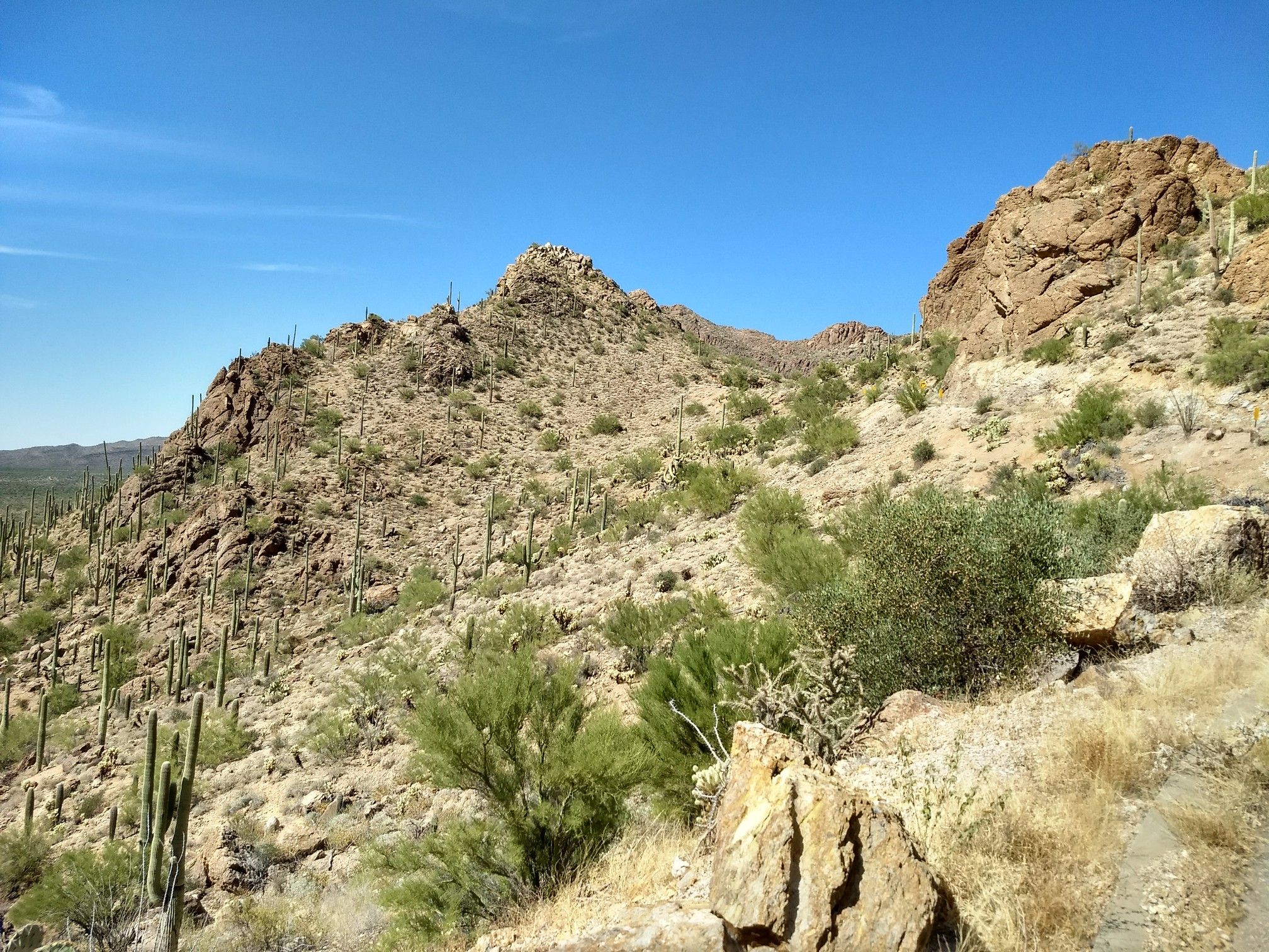 Desert hillside with saguaro cacti, sparse vegetation, and rocky outcrops under blue sky. - Old Tucson – Yetman Trail Trailhead loop from Banks Elementary School