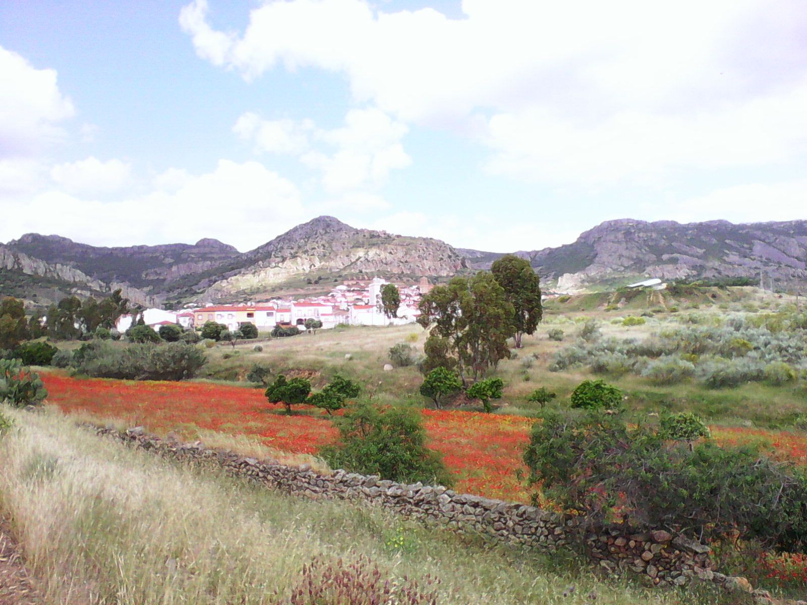 Mohnfeld vor Hornachos