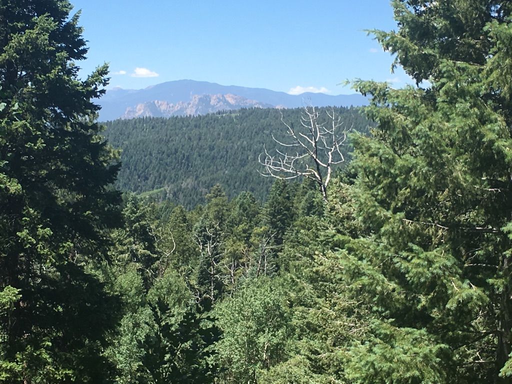 Dense evergreen forest with a dead white tree and hazy mountains in background. - Indian Creek Loop