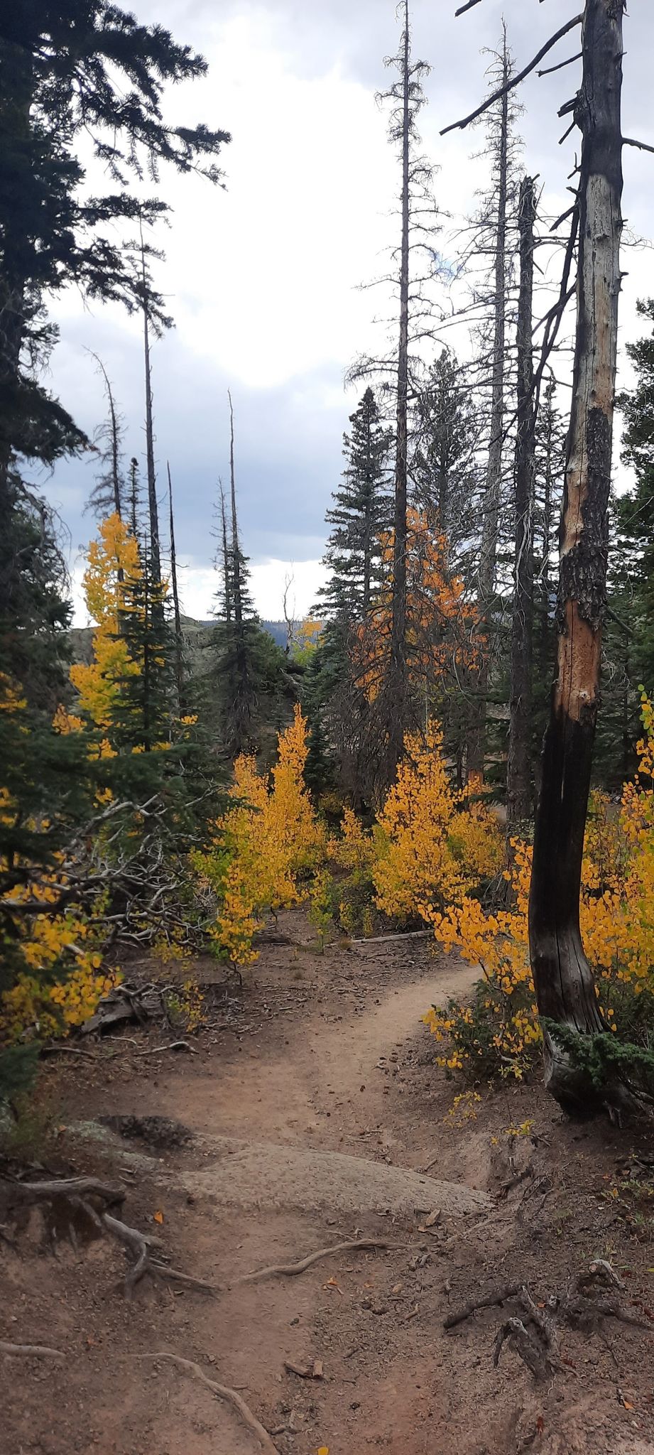 A dirt path winds through a forest with yellow autumn trees under a cloudy sky. - Mount Baldy Trail loop