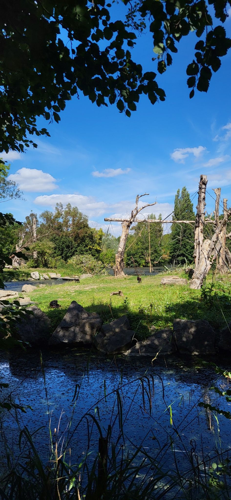 affen in ihrer "natürlichen" umgebung