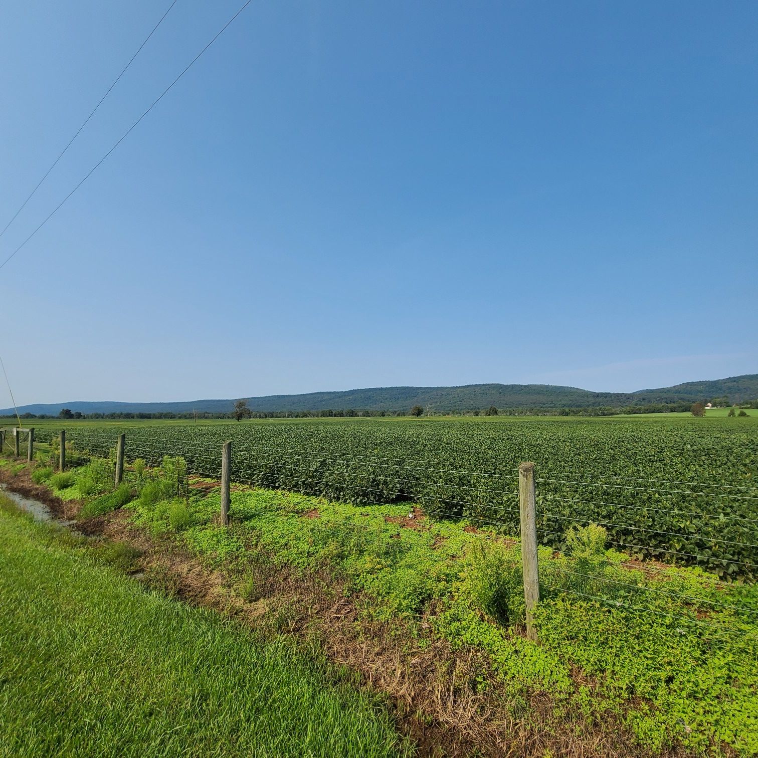 Expansive green field with distant mountains under a clear blue sky. - North County Bridge Sampler