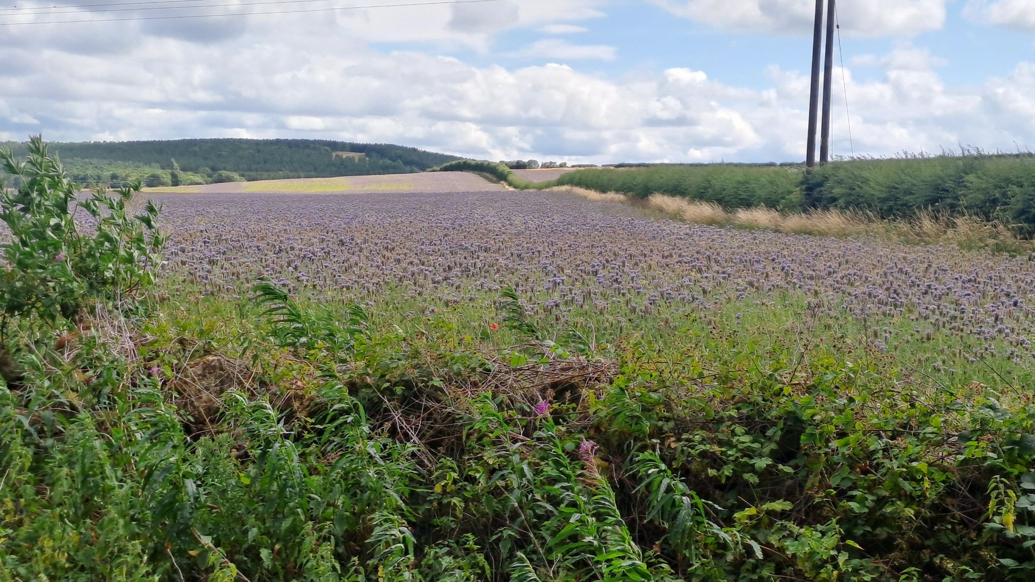 a field.ood lilav thistles