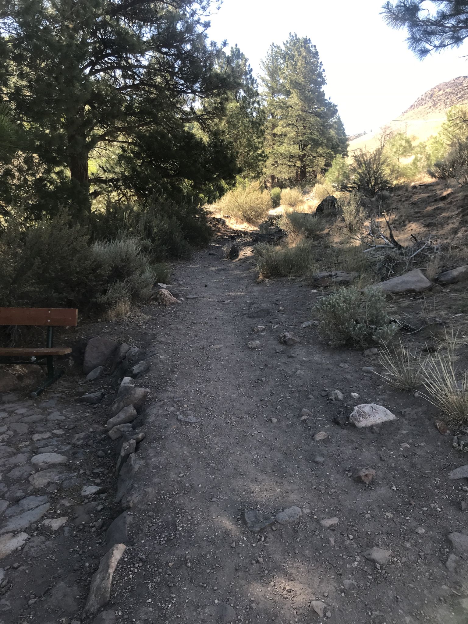 Sunny dirt trail ascending through dry brush and pine trees. - Cross Peak Summit View loop from Caughlin Ranch