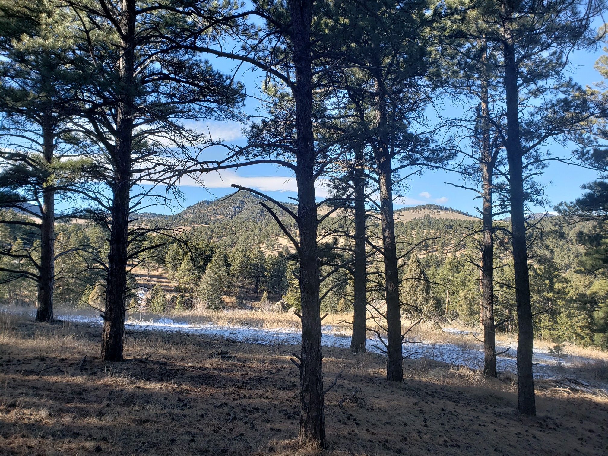 Tall pine trees frame a view of distant mountains with patches of snow. - Rawhide Trail Loop