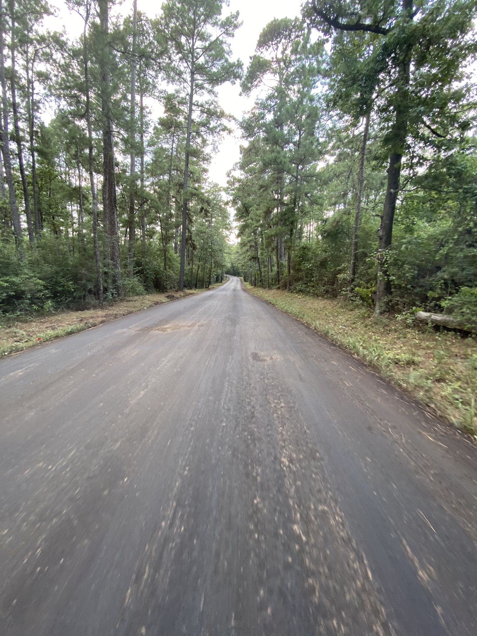Long, straight dirt road through a dense forest of tall trees. - Lake Conroe north loop