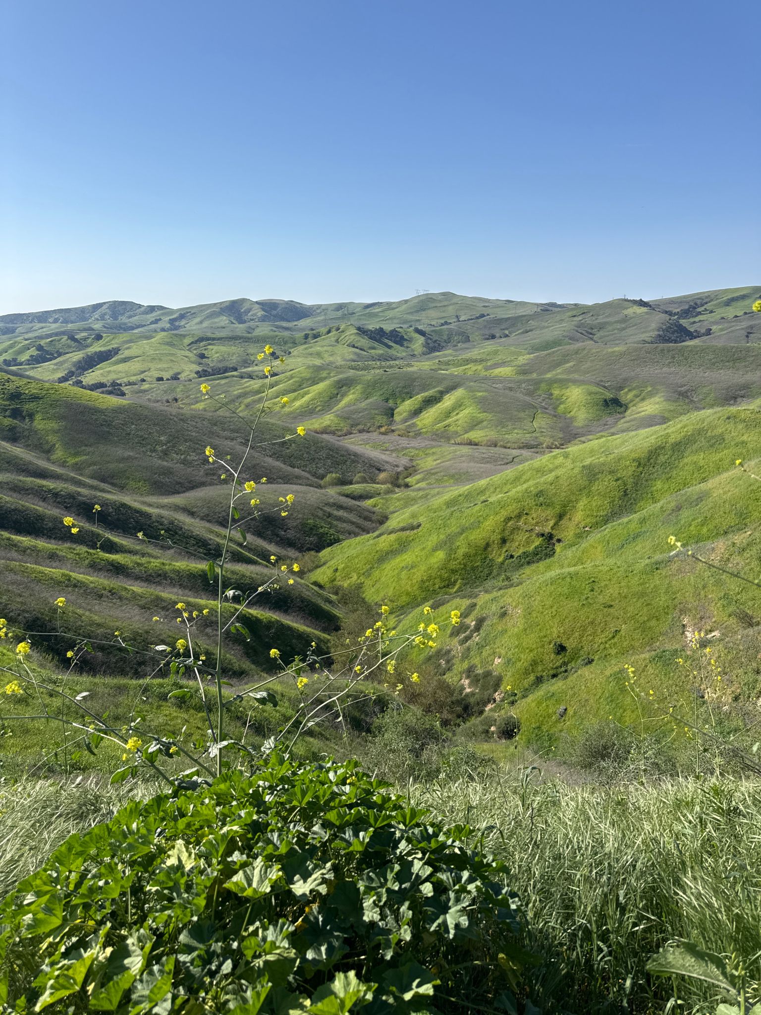Lush green rolling hills under a clear blue sky with yellow wildflowers. - Bane Canyon Short Loop Trail