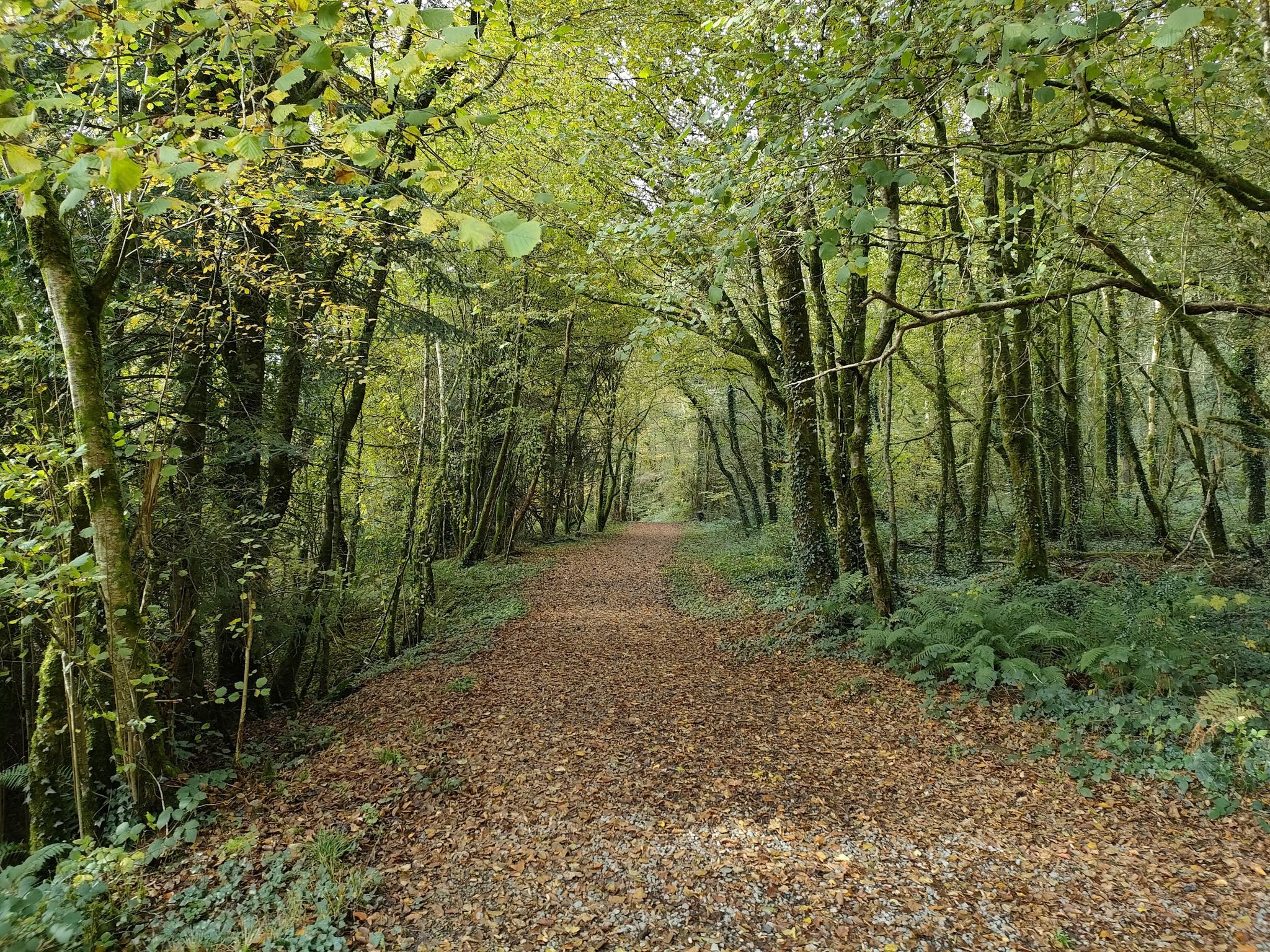 Forest walk