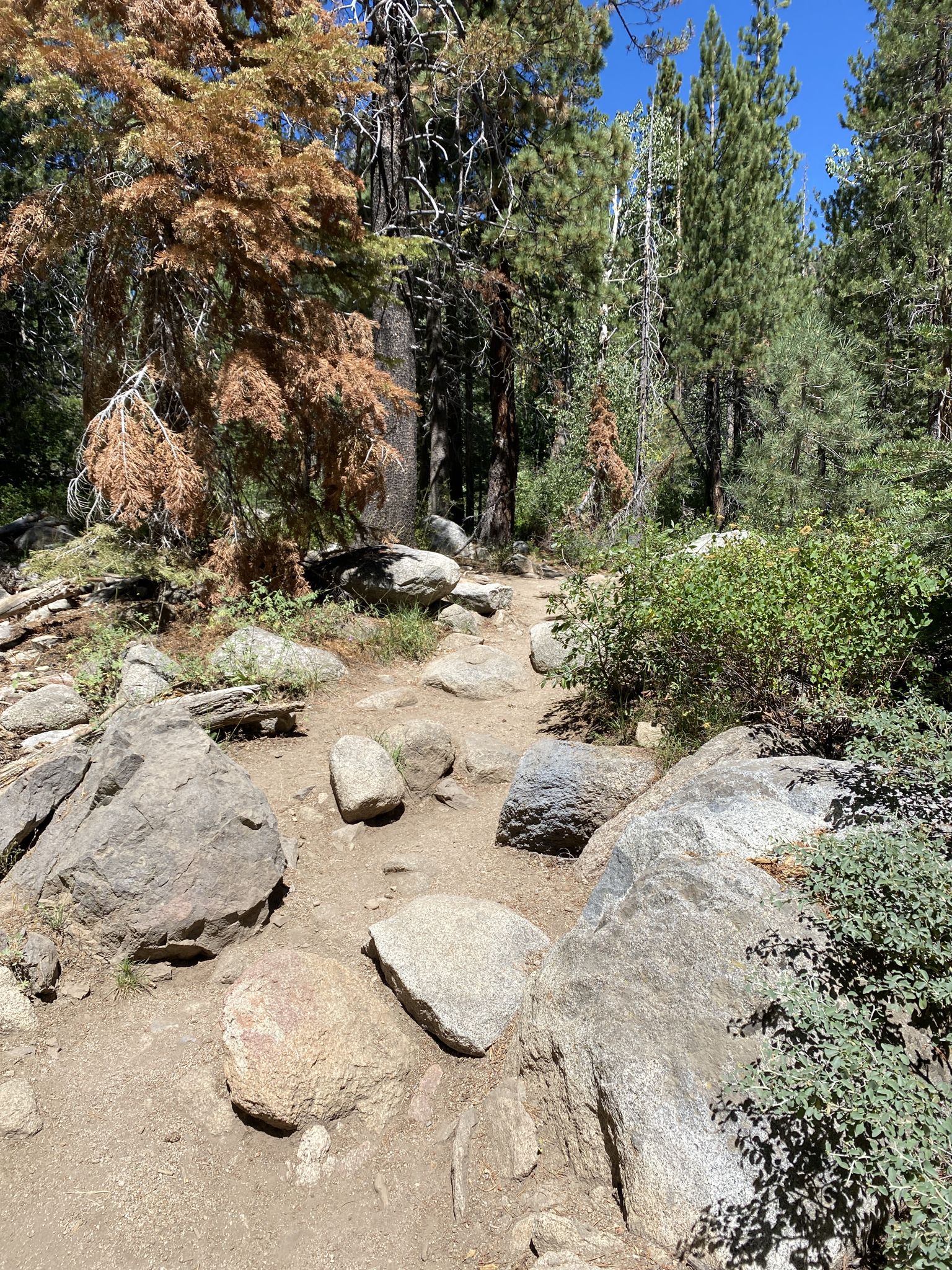 A rocky dirt path winds through a sunlit forest with pine trees. - The Village at Palisades Tahoe – Waterfall loop from Olympic Valley