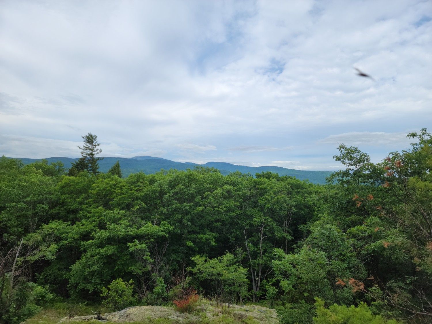 Overlook of dense green forest and distant mountains under an overcast sky. - Bald Knob and Mount Crosby Trail