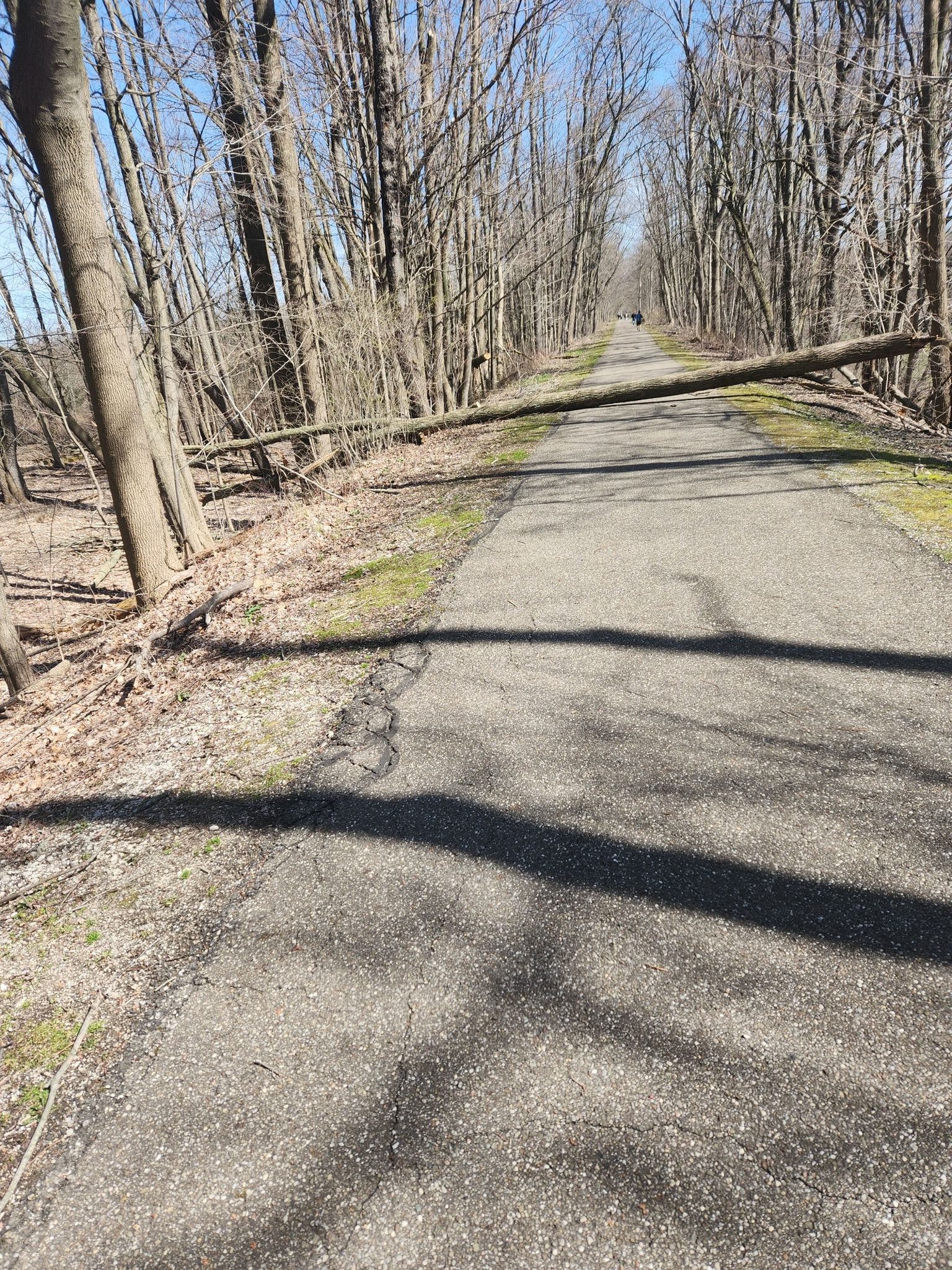 Fallen tree blocks a sunny paved path through a bare forest. - Bike and Hike Trail – John Brown Tannery Park loop from Hudson