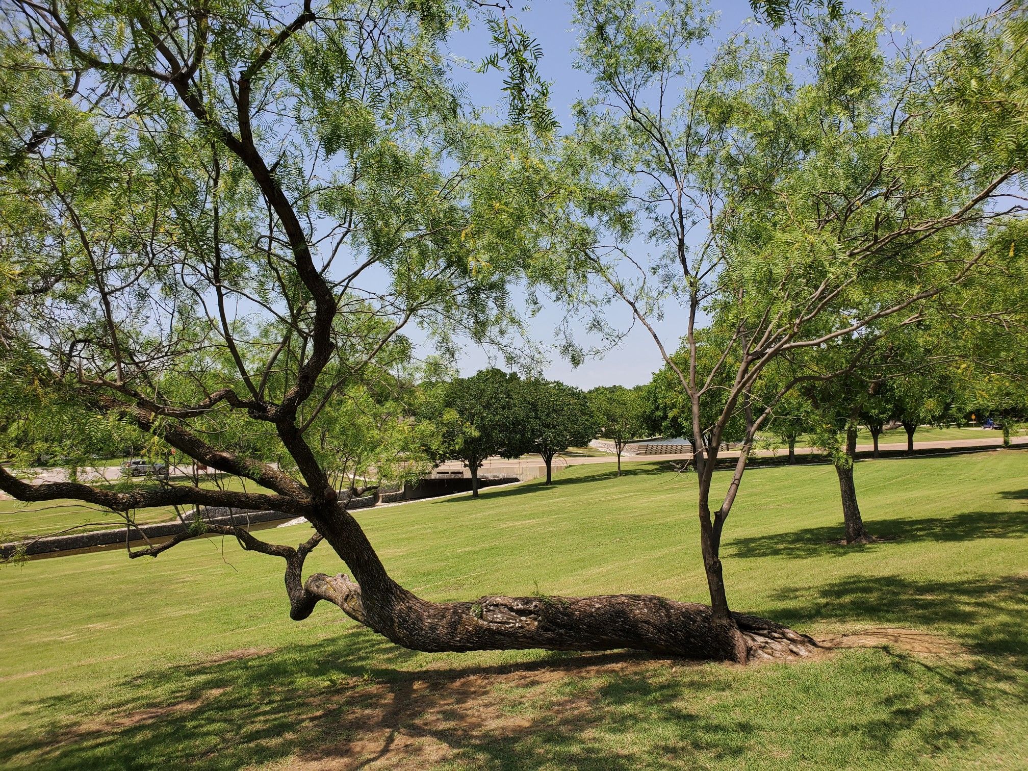 Sunlight illuminates a large tree with a sprawling trunk on a green grassy slope. - Rawhide Park Trail