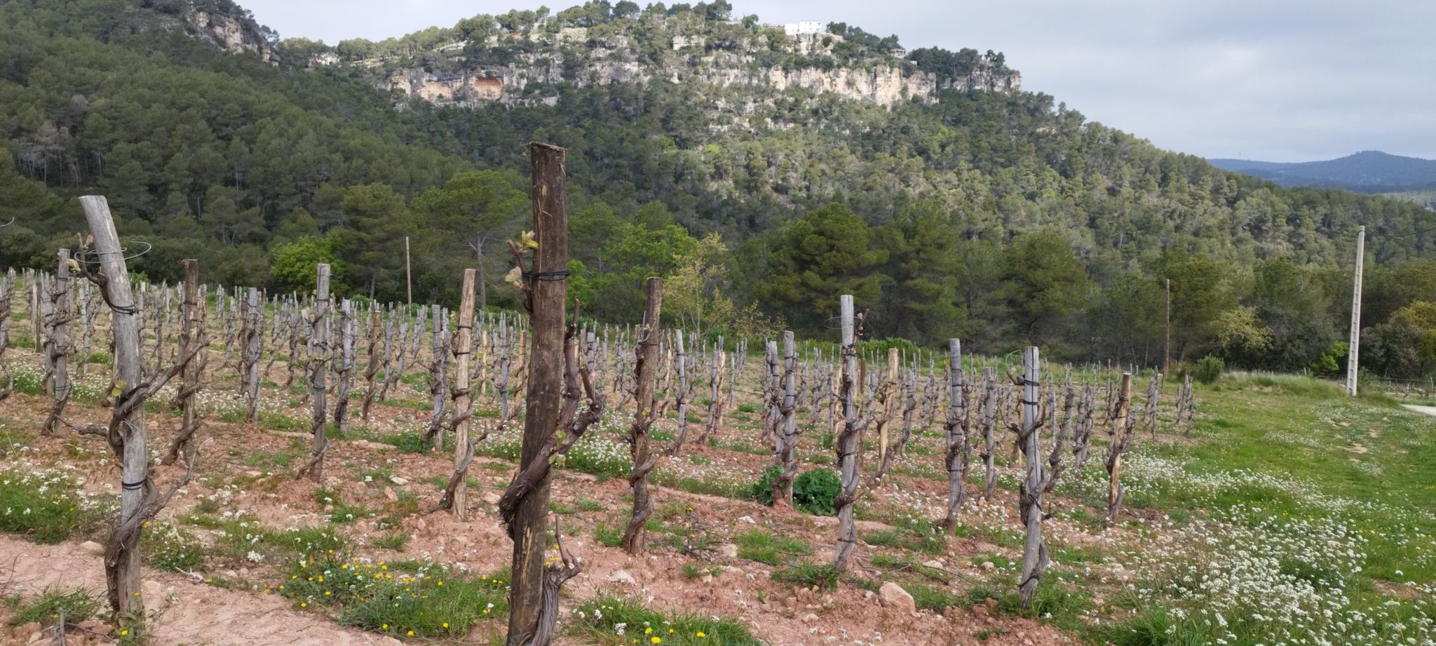 trenat de les vinyes