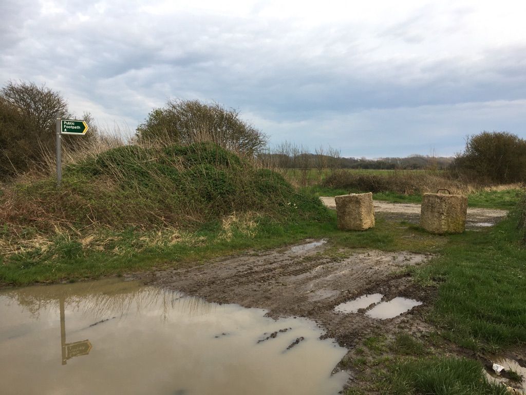 Across the A259. Go left of new hedge line