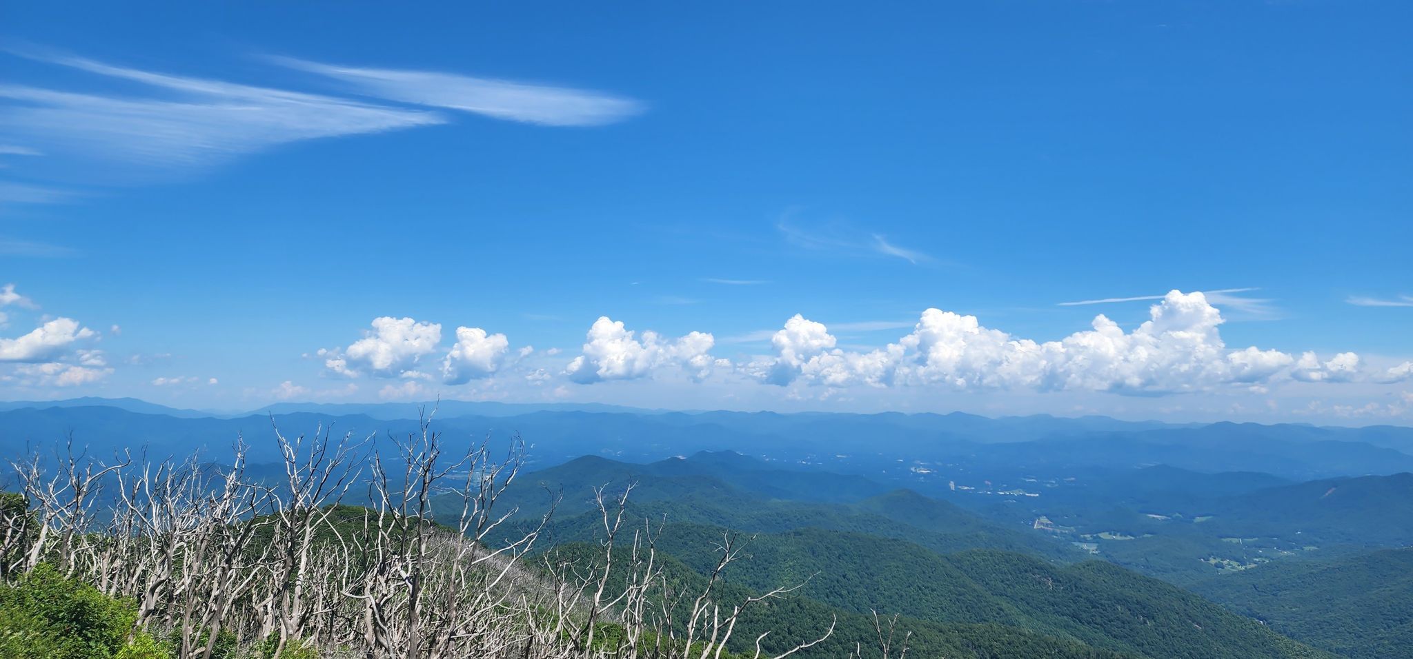 Bright day over rolling green mountains with white clouds and bare branches. - Appalachian Trail to Wayah Bald