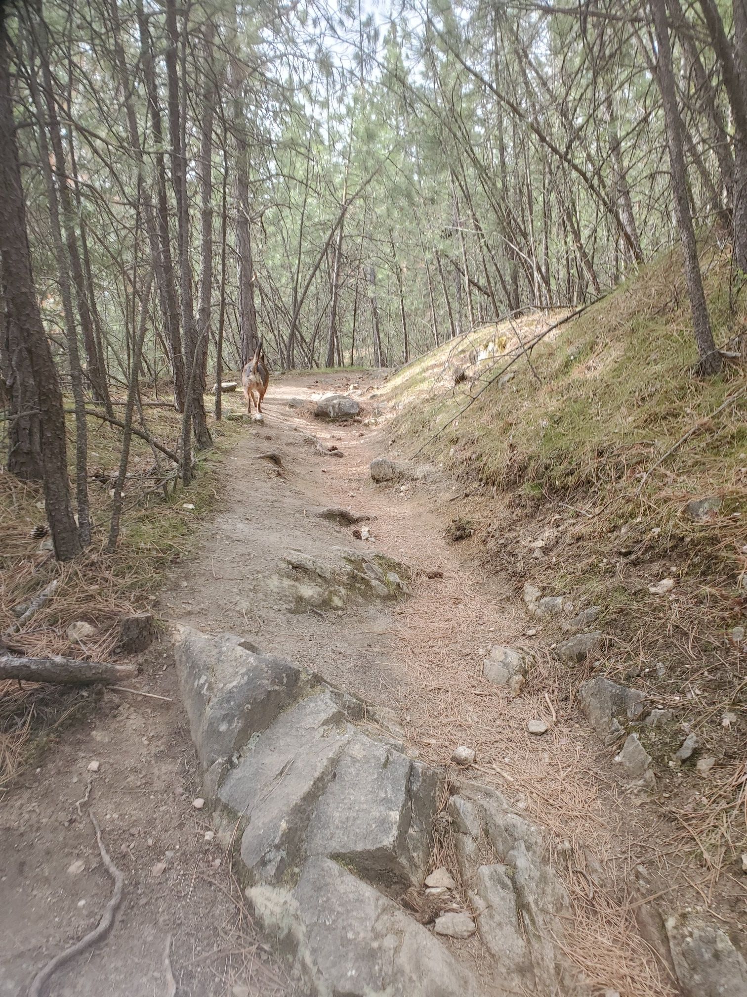 A dog walks up a rocky, winding dirt path through a sun-dappled forest. - Eagle Peak Loop Trail