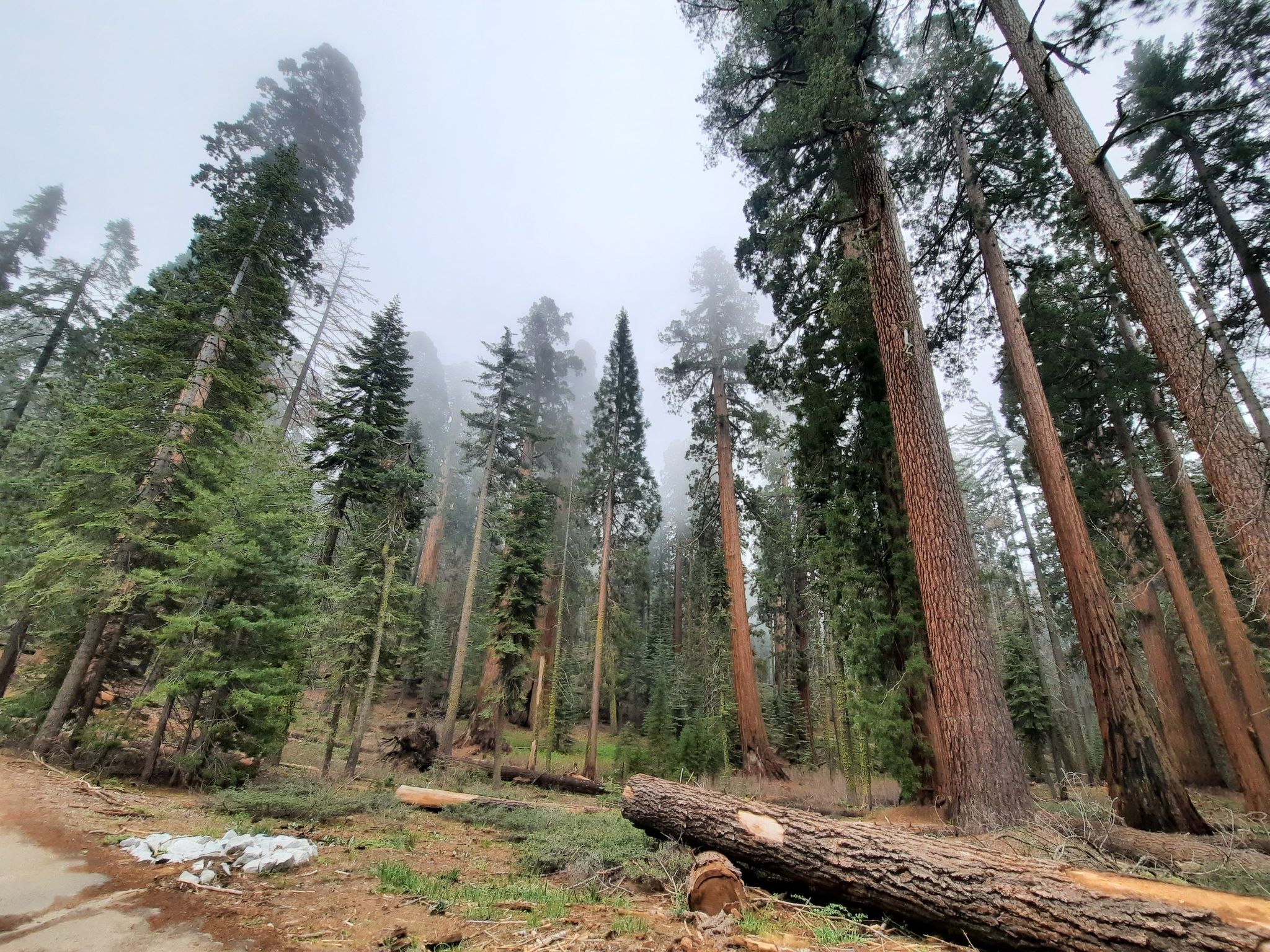 Tall evergreen trees stand in a misty, foggy forest landscape. - Guardians Loop Trail