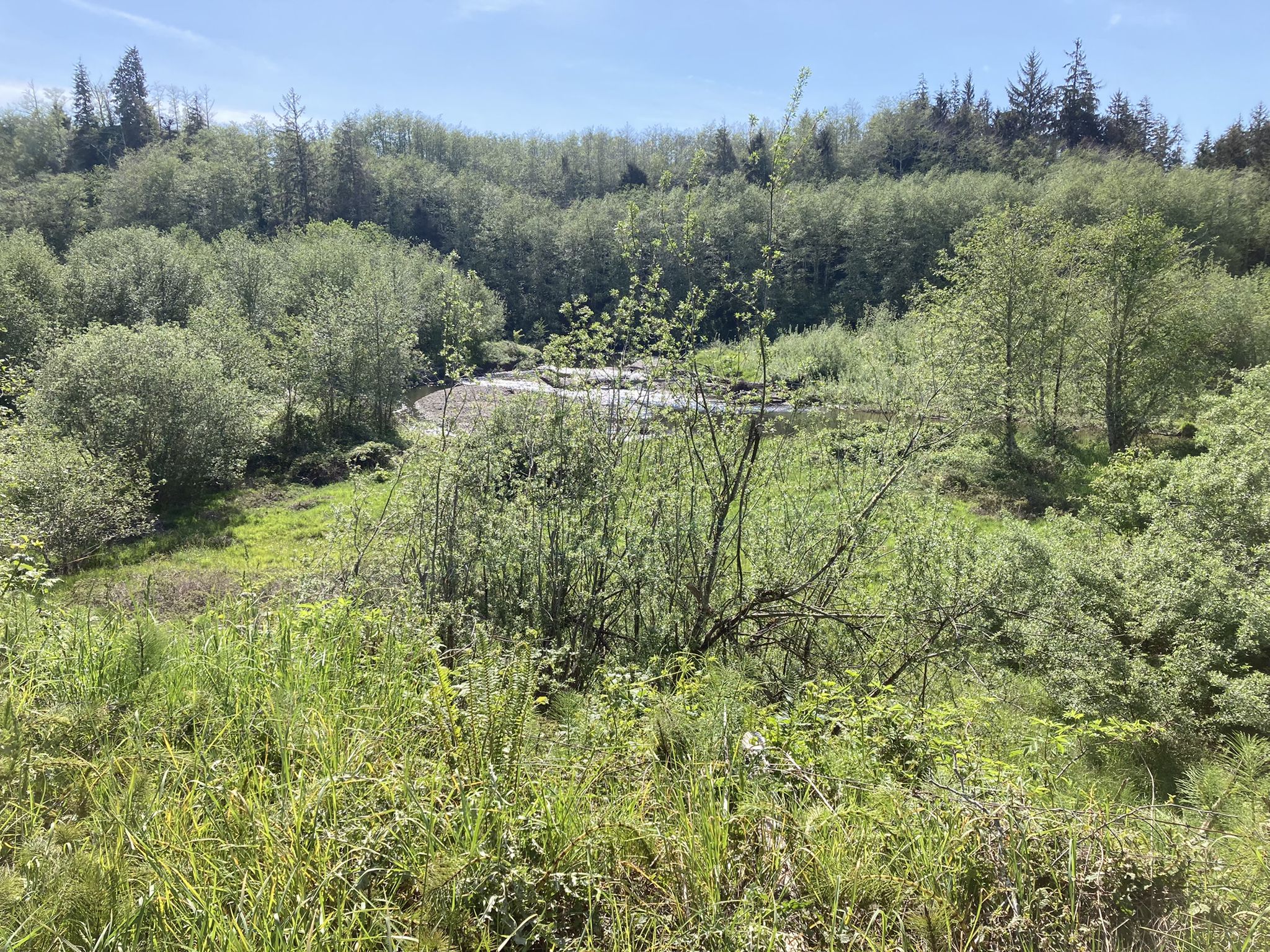 Overlook of a lush green valley with dense trees under a bright sky. - Youngs River Road loop from Seaside
