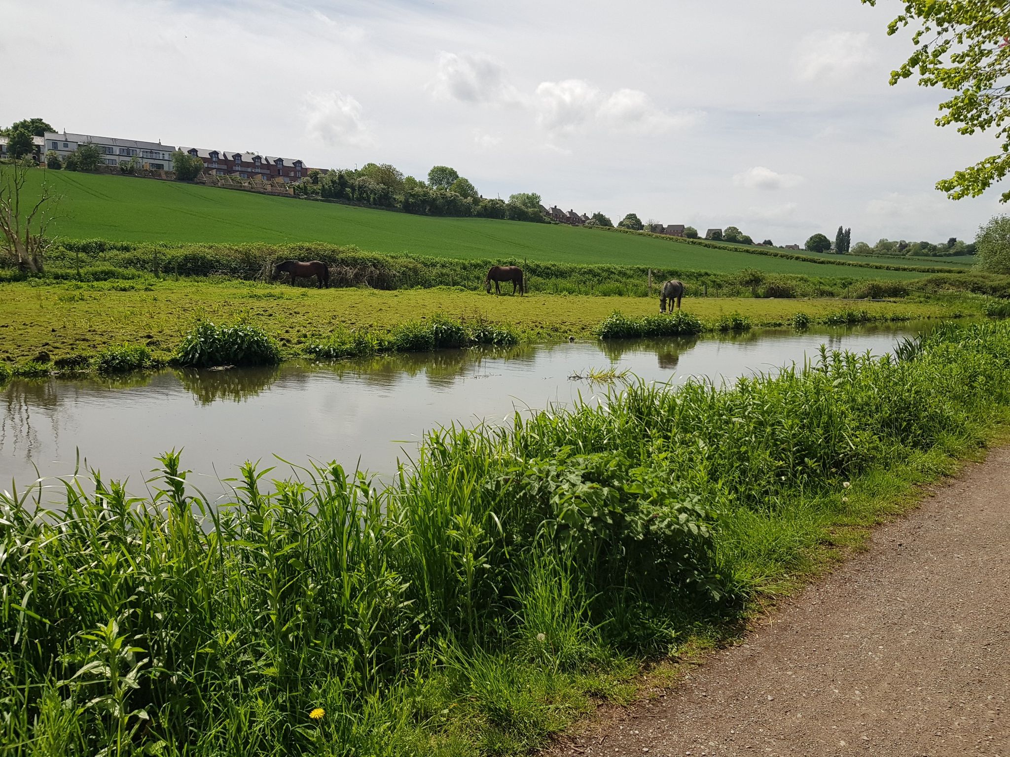 Horses grazing by the Chesterfield Canal