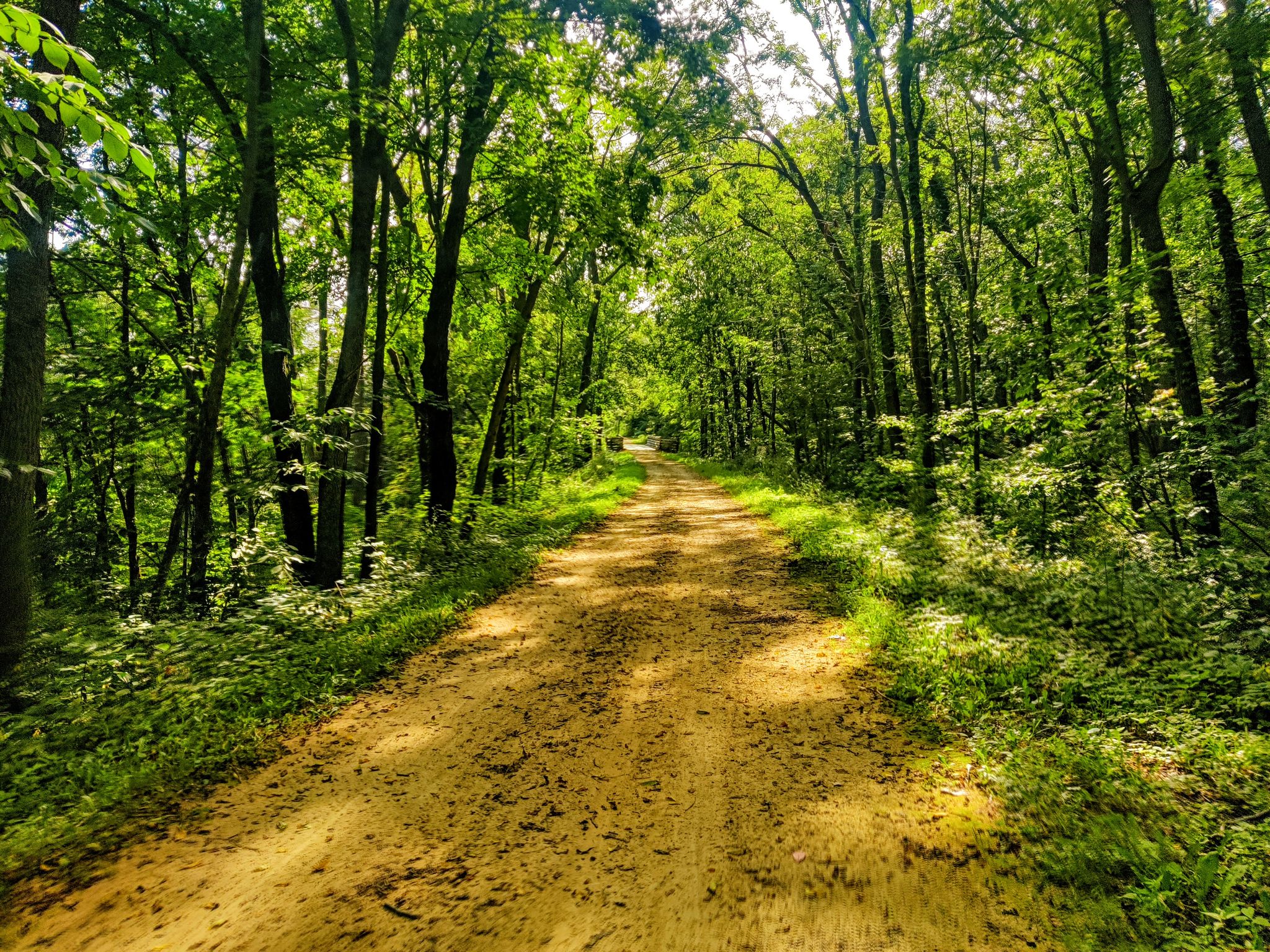 Sunny dirt path winding through a dense, vibrant green forest. - Sugar River Wetlands – The Turtle Watch Bridge loop from Verona